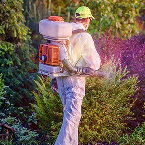 distribuzione di pesticidi su piante da giardino