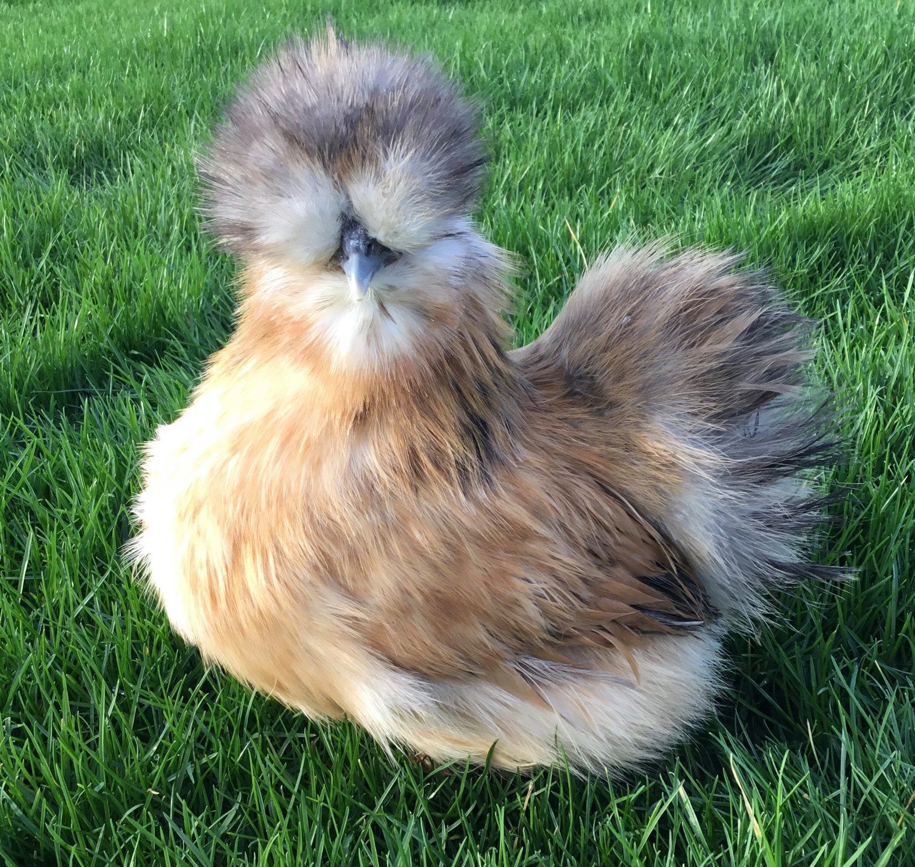 Happyhens Pekin Bantams,frizzle Pekins & Miniature Bearded Silkies In 