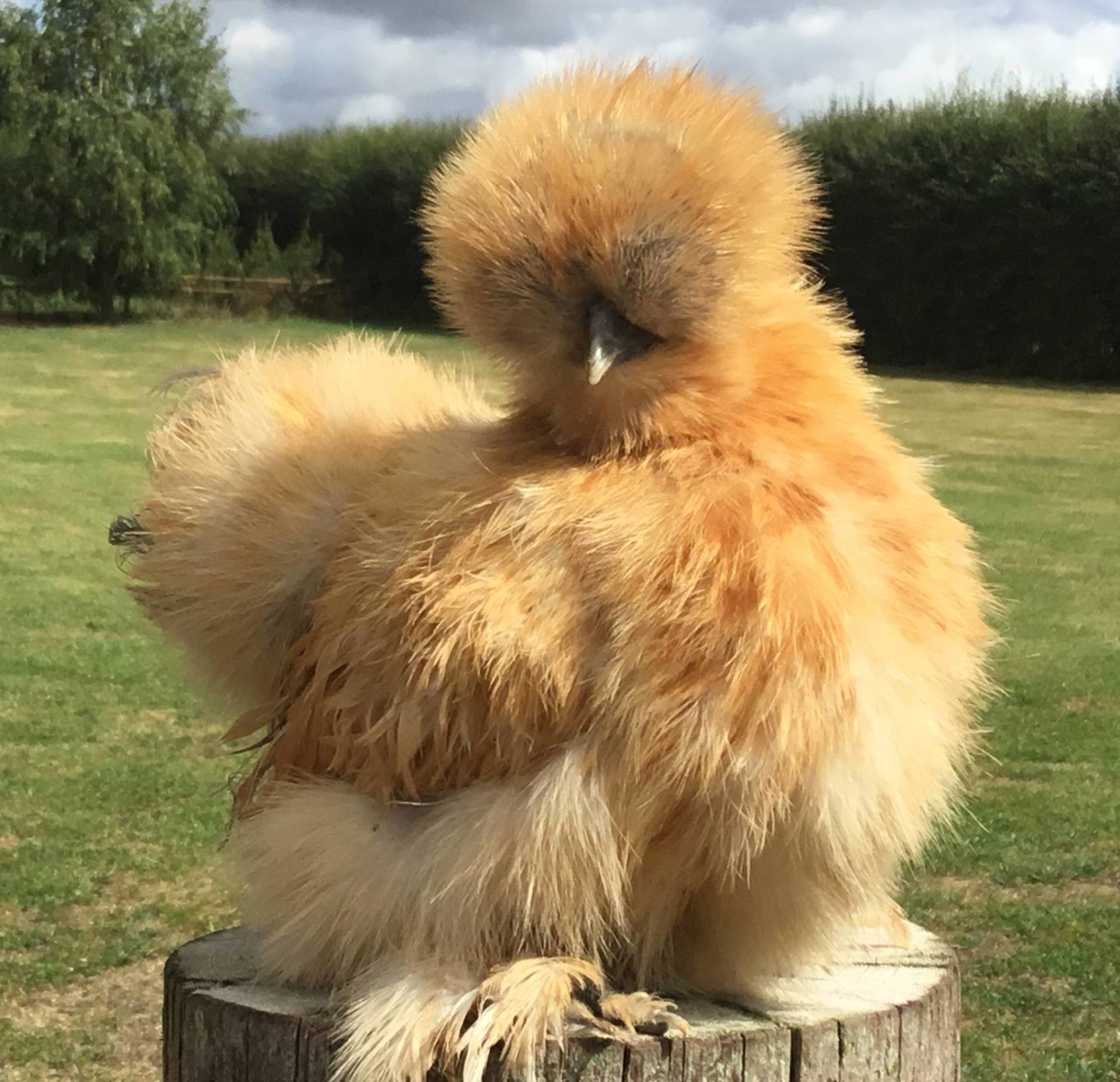 Happyhens Pekin bantams,Frizzle Pekins & Miniature Bearded Silkies in  Herefordshire