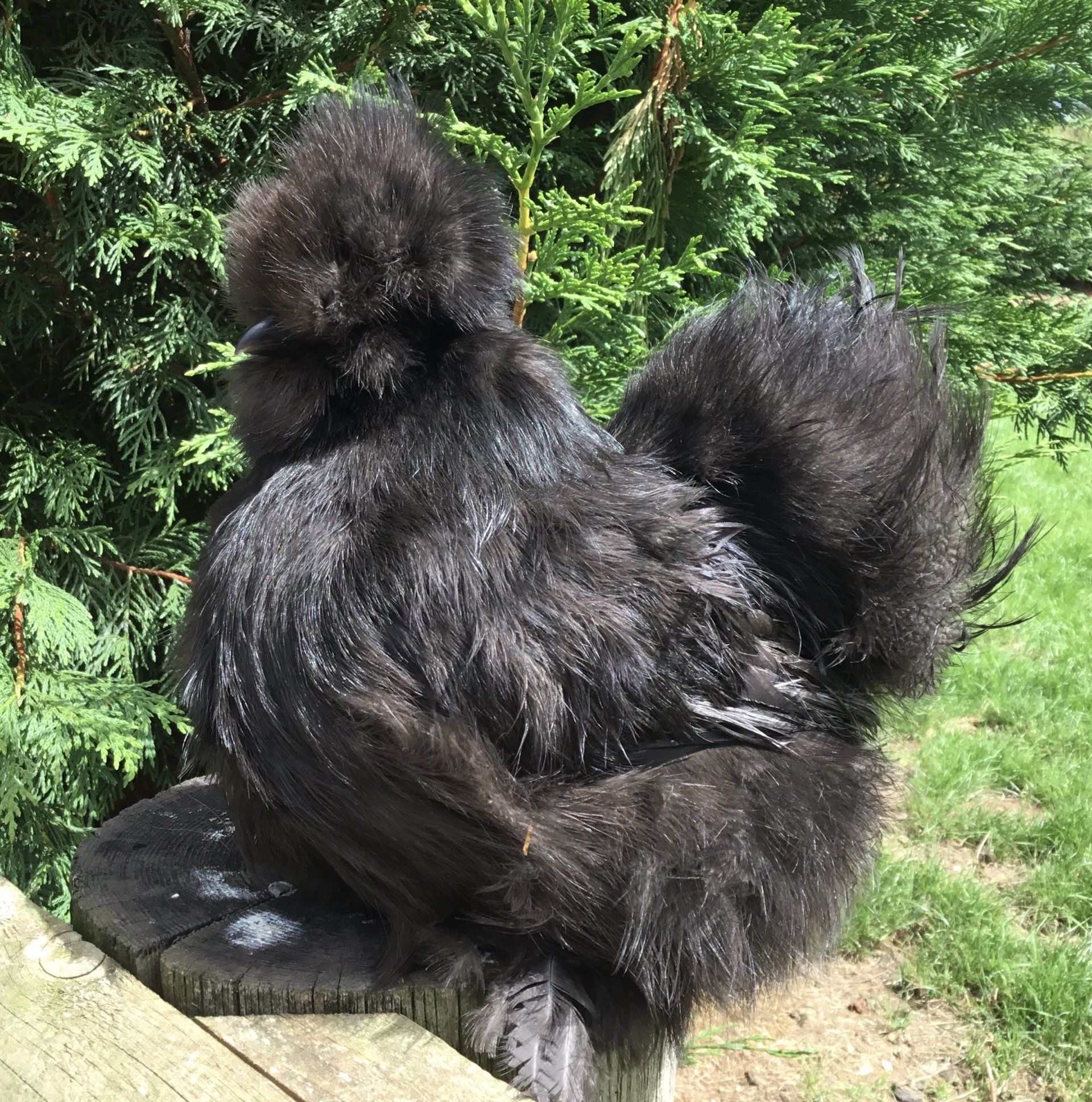 Happyhens Pekin bantams,Frizzle Pekins & Miniature Bearded Silkies in ...