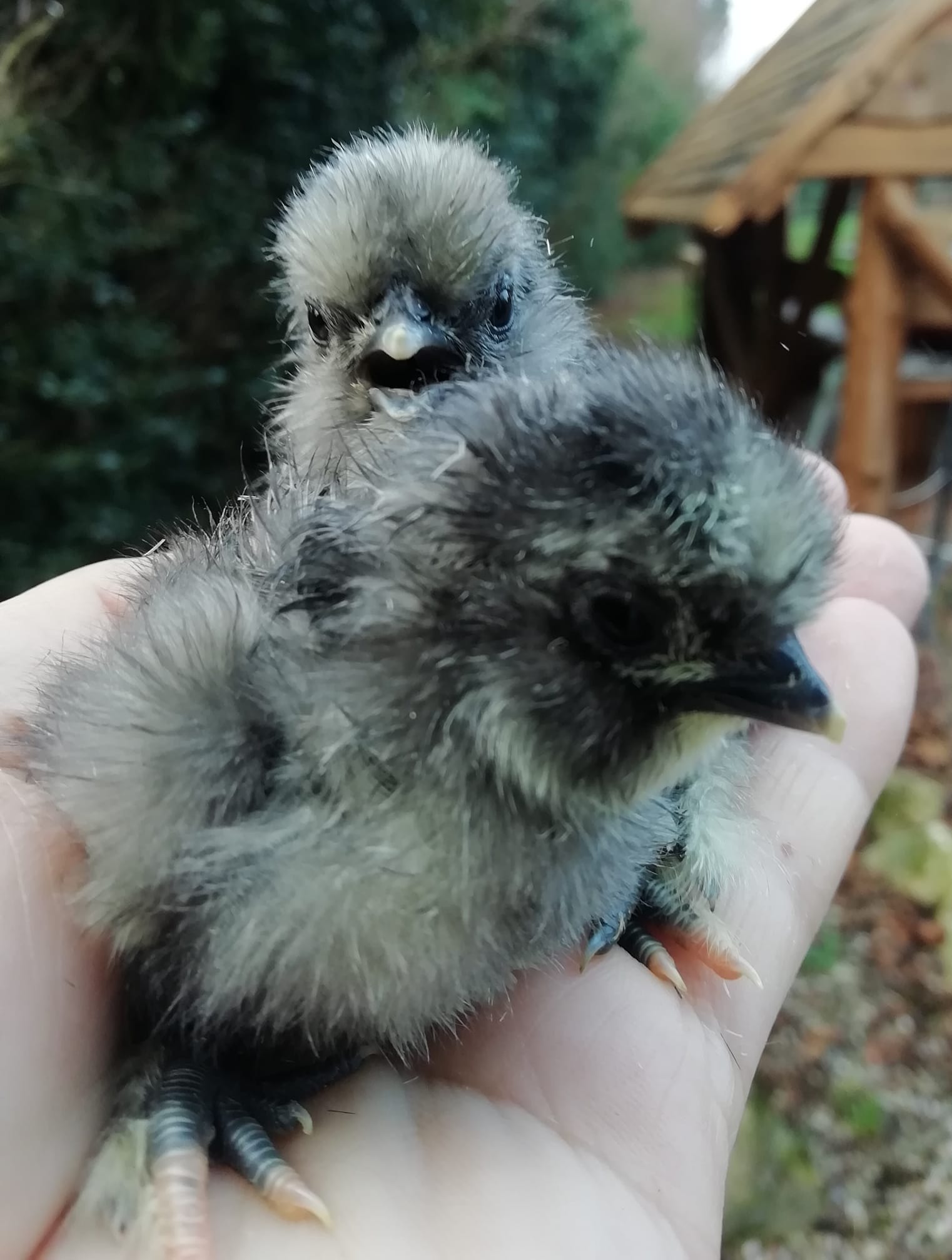 Happyhens Pekin Bantams Frizzle Pekins Miniature Bearded Silkies In Herefordshire