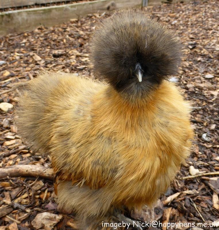 Happyhens Pekin bantams,Frizzle Pekins & Miniature Bearded Silkies in ...