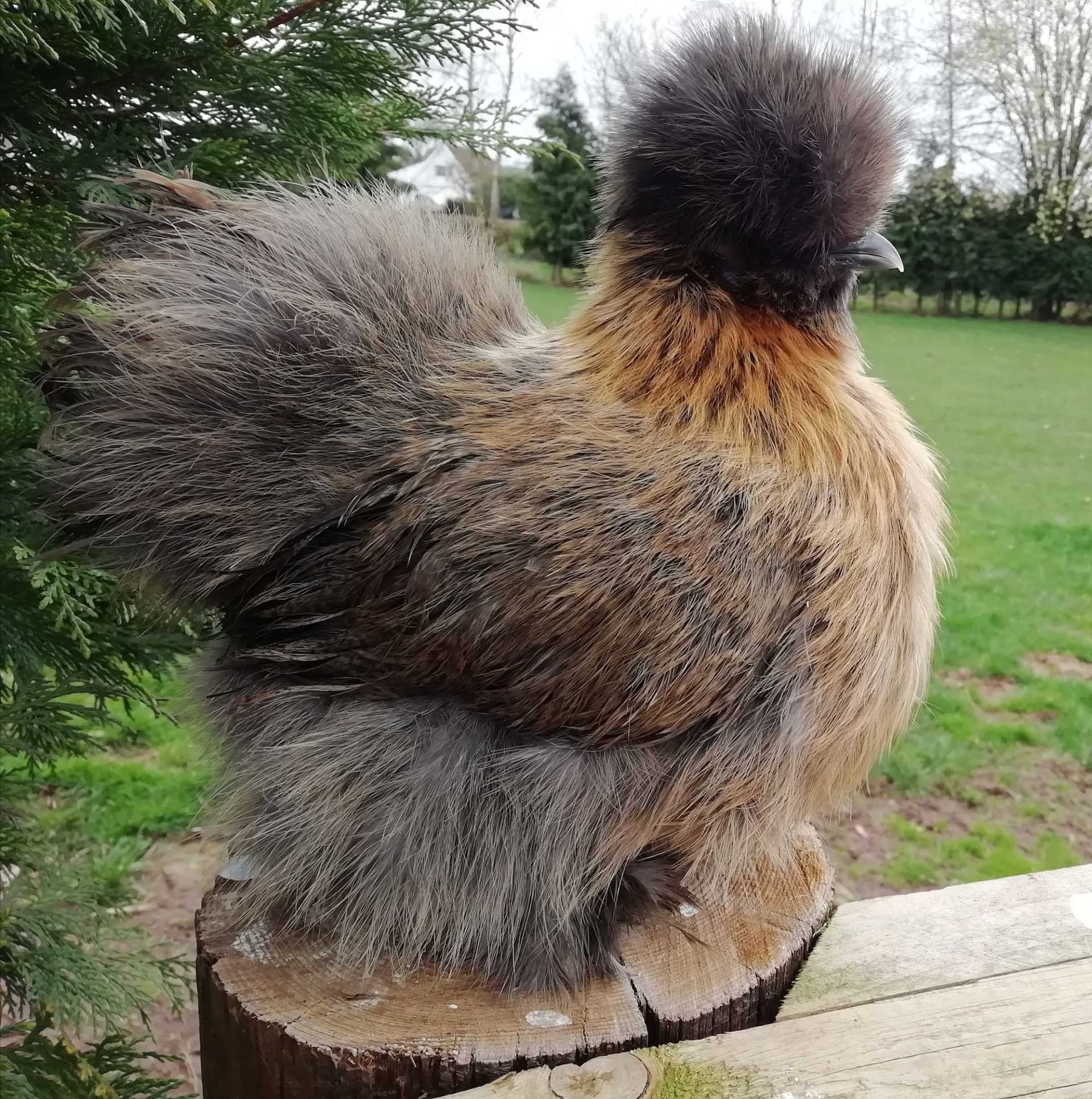 Happyhens Pekin bantams,Frizzle Pekins & Miniature Bearded Silkies in ...