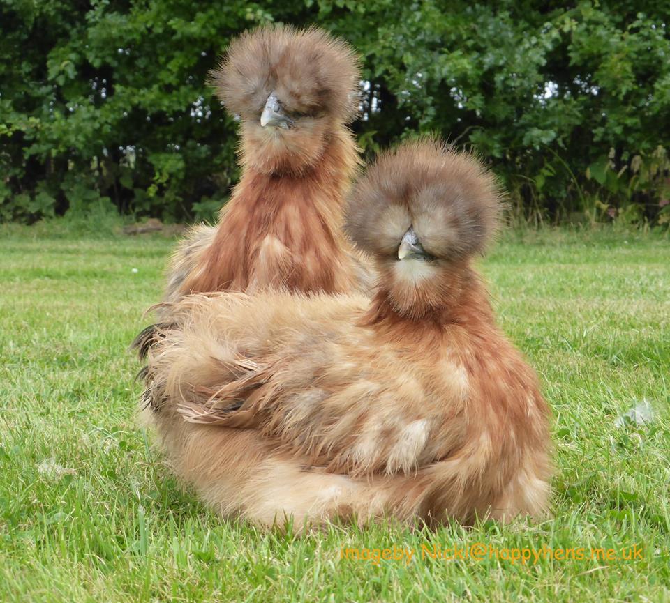 Happyhens Pekin bantams,Frizzle Pekins & Miniature Bearded Silkies in ...