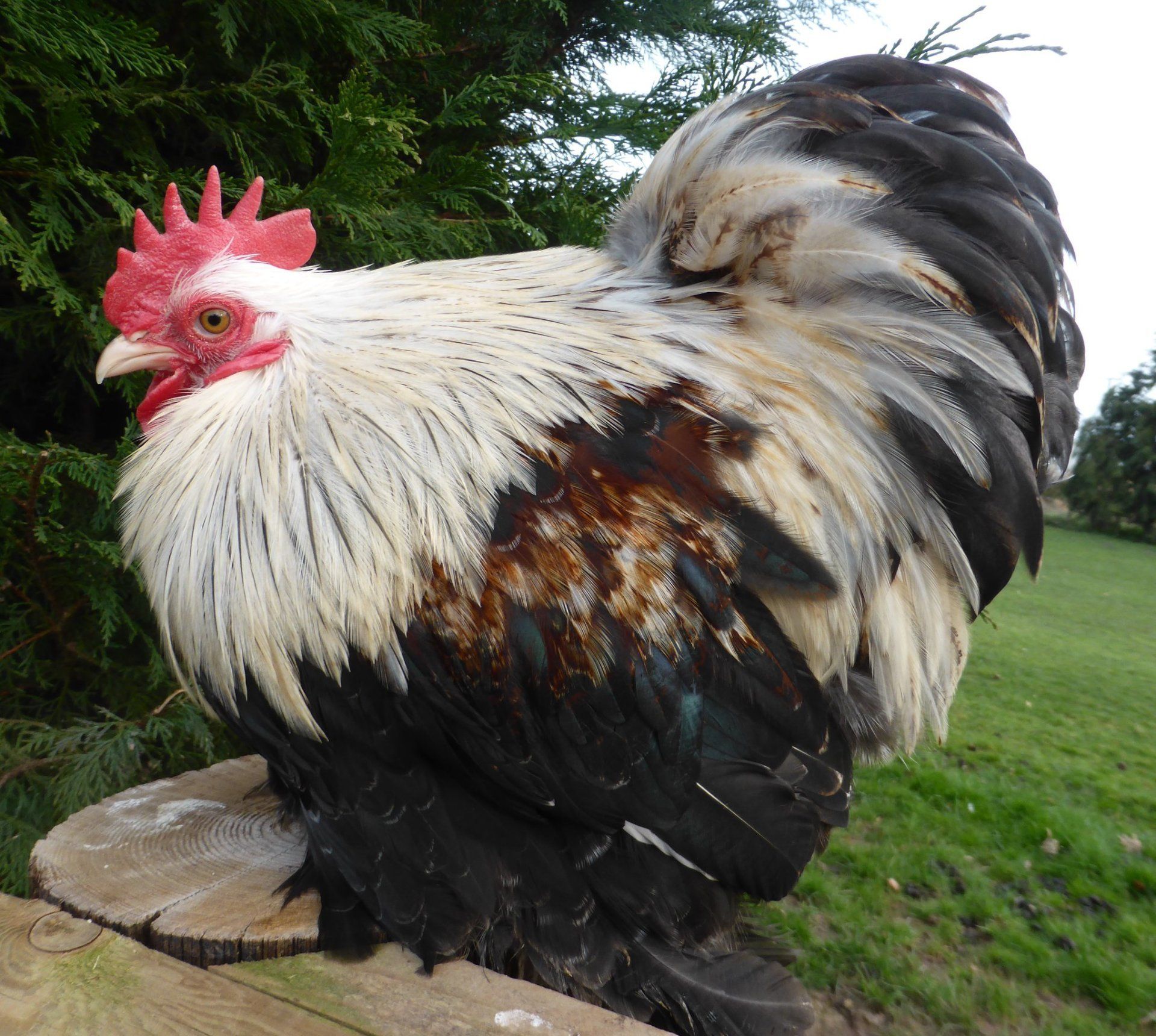 Happyhens Pekin Bantams Frizzle Pekins Miniature Bearded Silkies In Herefordshire