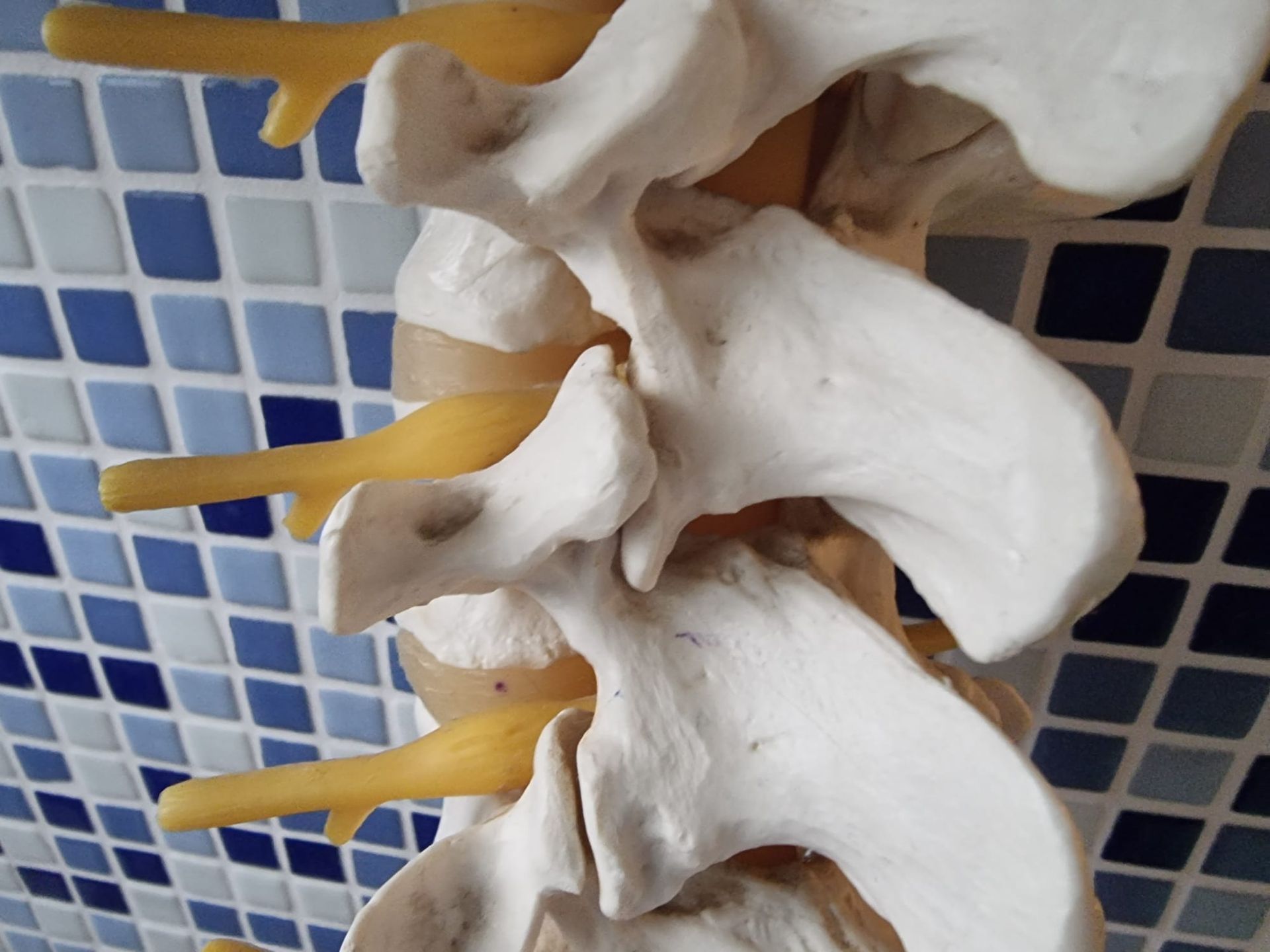 vertebre