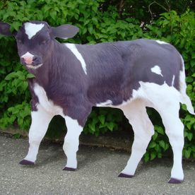 Black and white calf standing on a gray surface in front of green foliage.