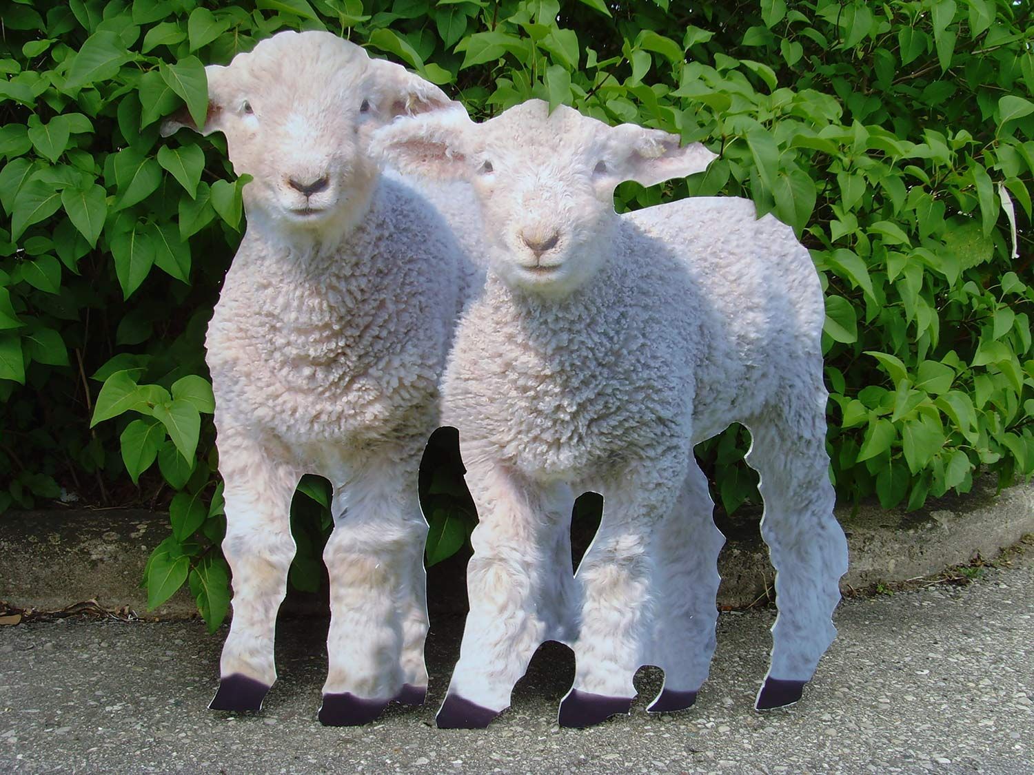 Two fluffy white lambs standing on asphalt in front of green foliage.