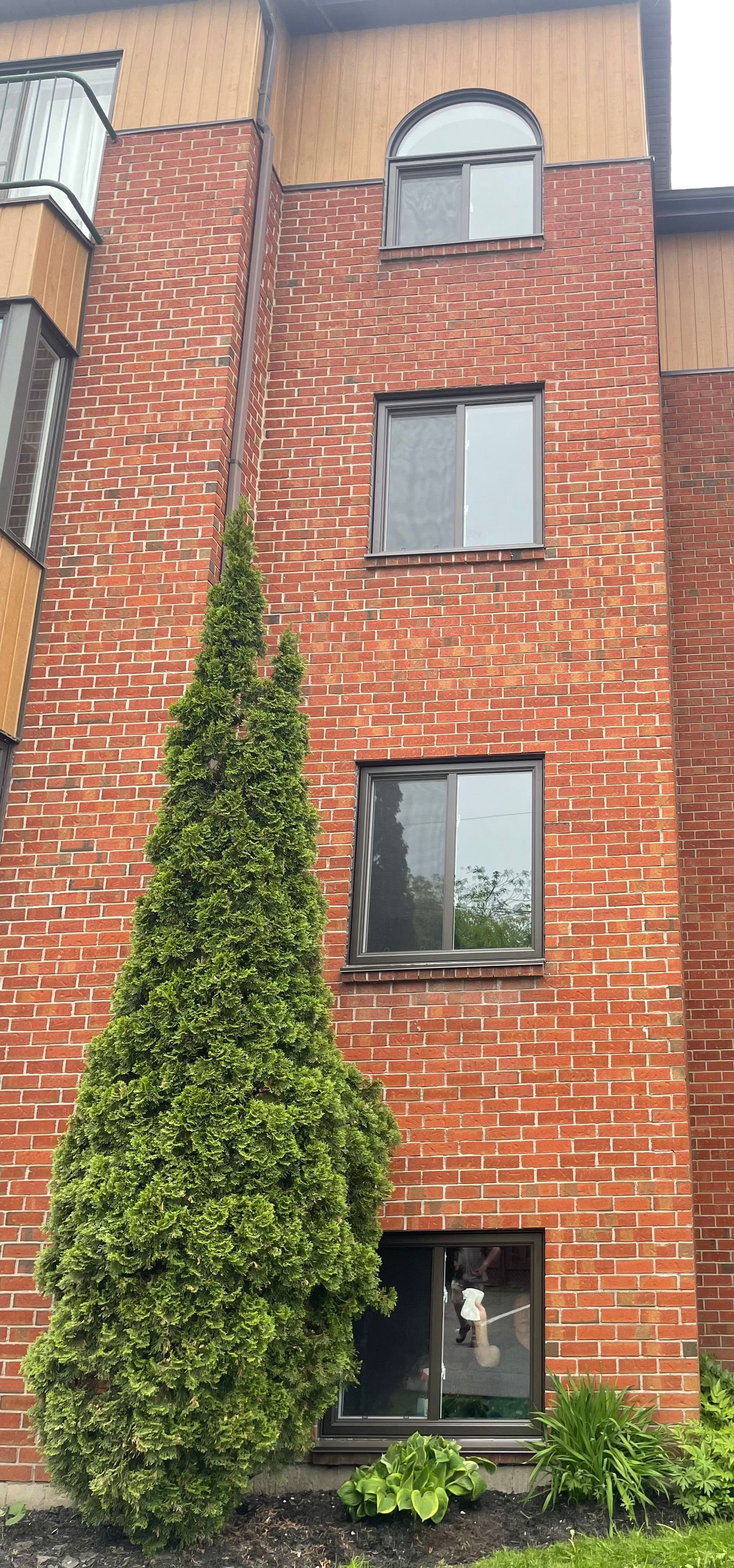 Façade d'un immeuble d'appartements en briques, avec un grand conifère devant et quatre fenêtres disposées verticalement.