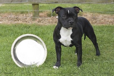 The staffordshire sale bull terrier club