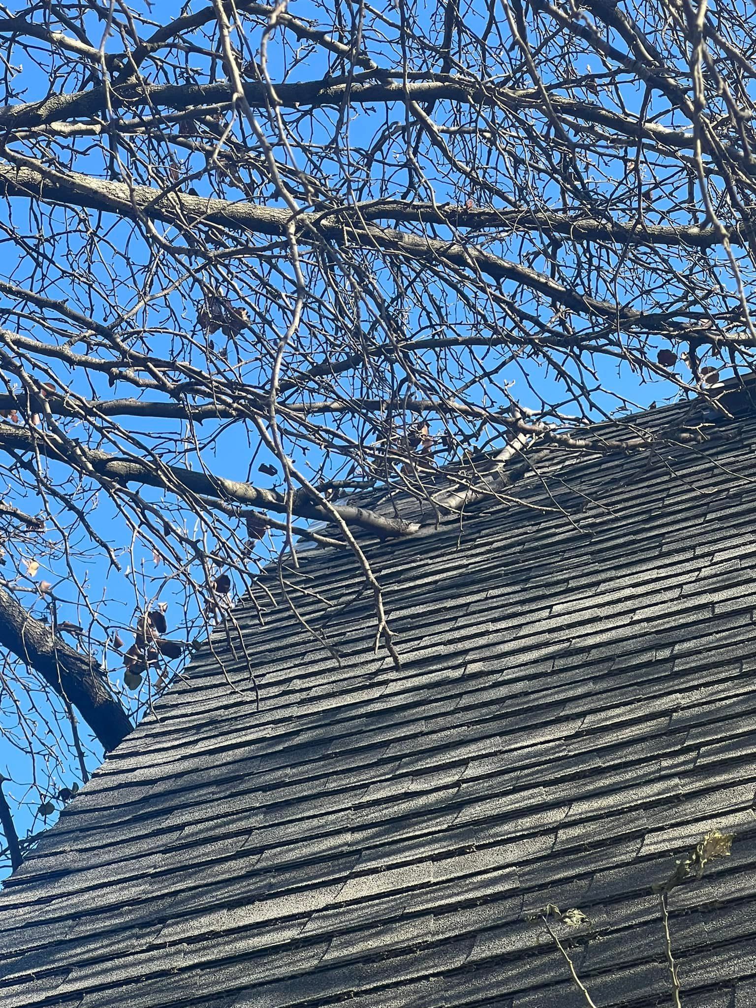 A weathered wooden shingle roof under a bare tree against a clear blue sky.