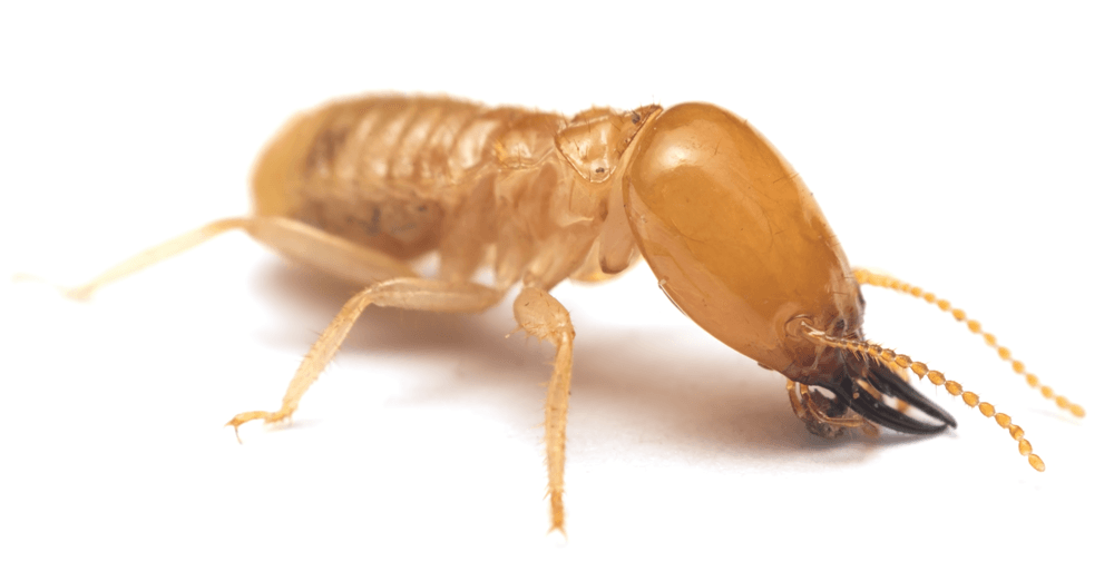 Big-termite