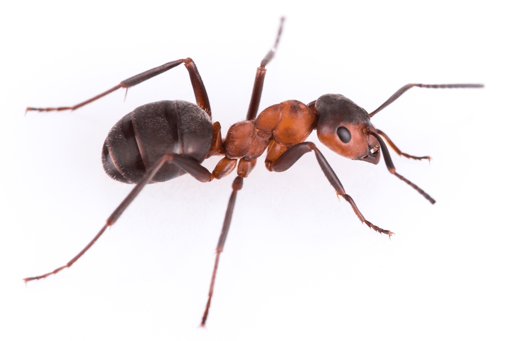 Big-ant