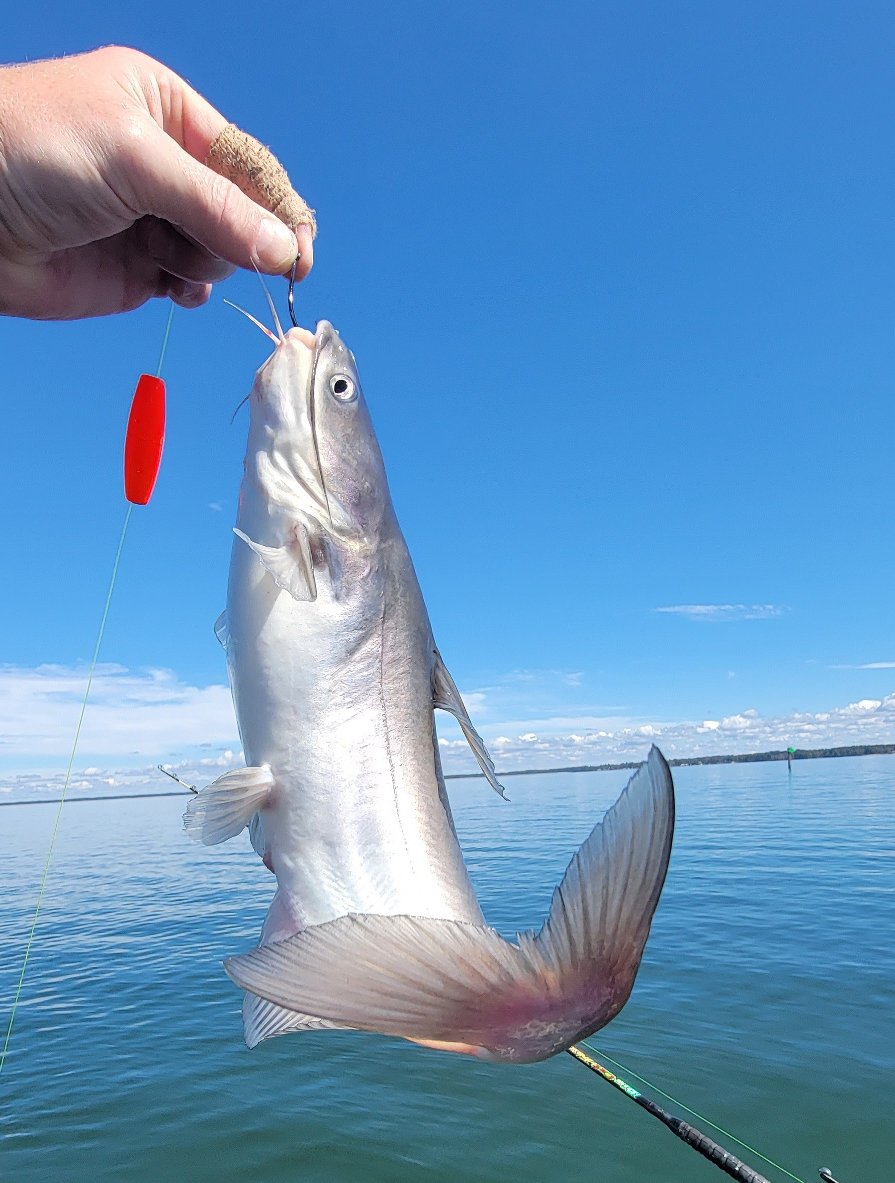 Giant fish on a hook with tailed whipped up