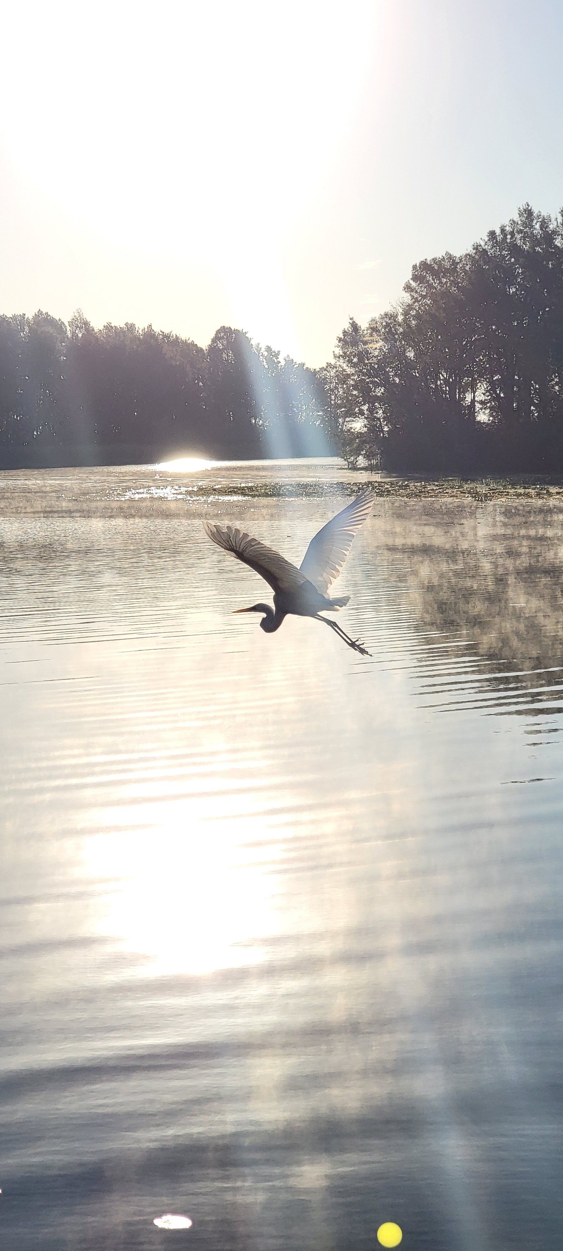 Heron bird flying across the lake