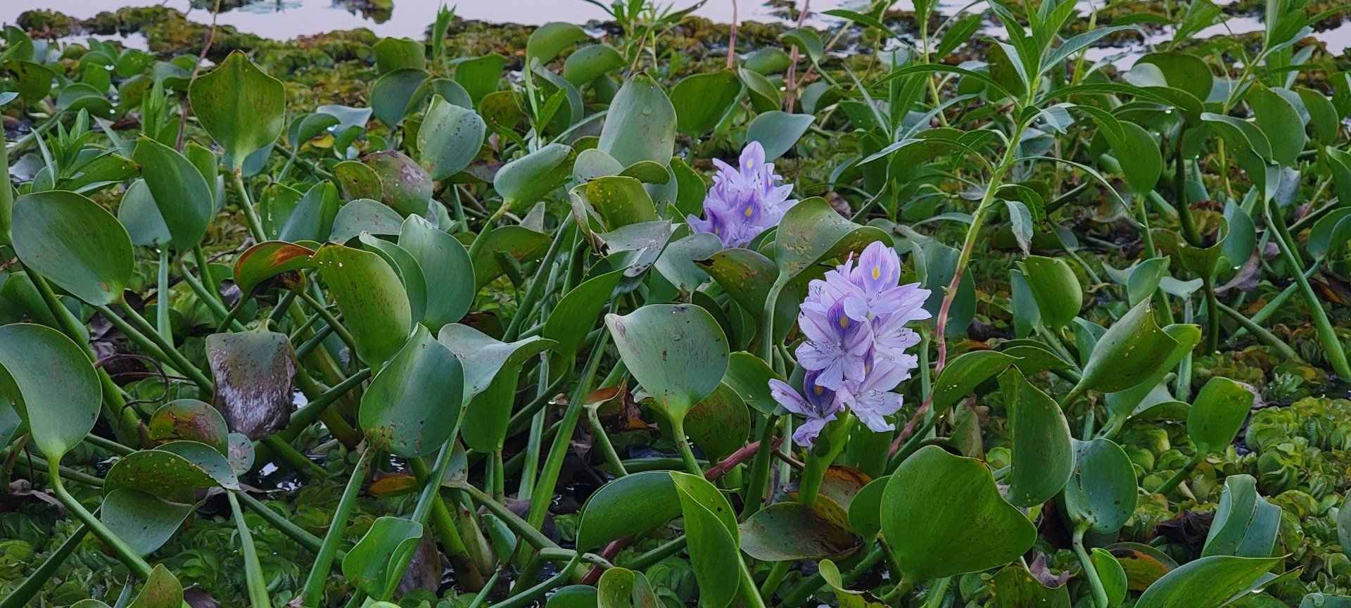 Green leafy ground cover with purple flowers