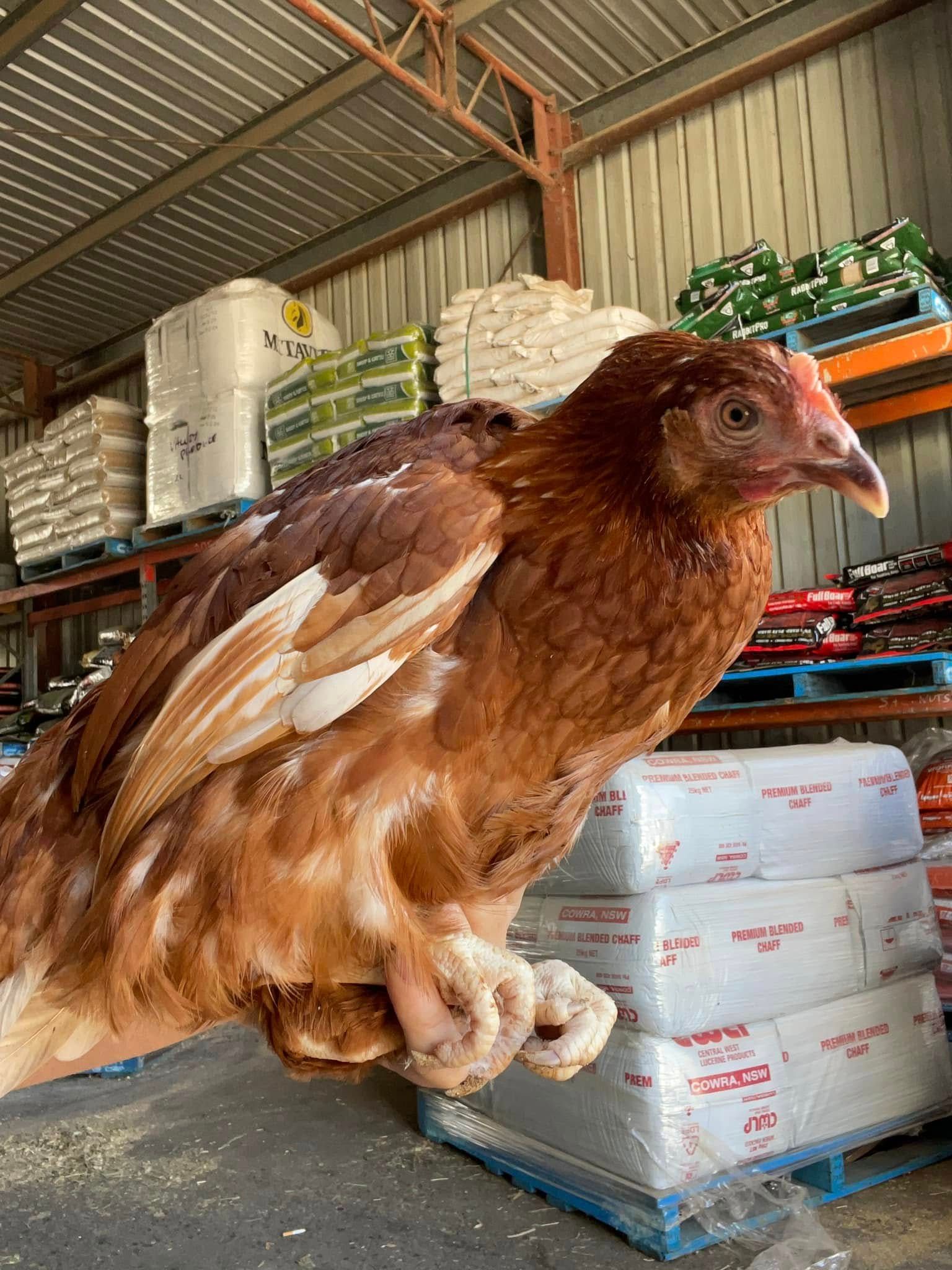 Brown Chicken On Top Of Someone's Hand — Produce Store in Tamworth, NSW