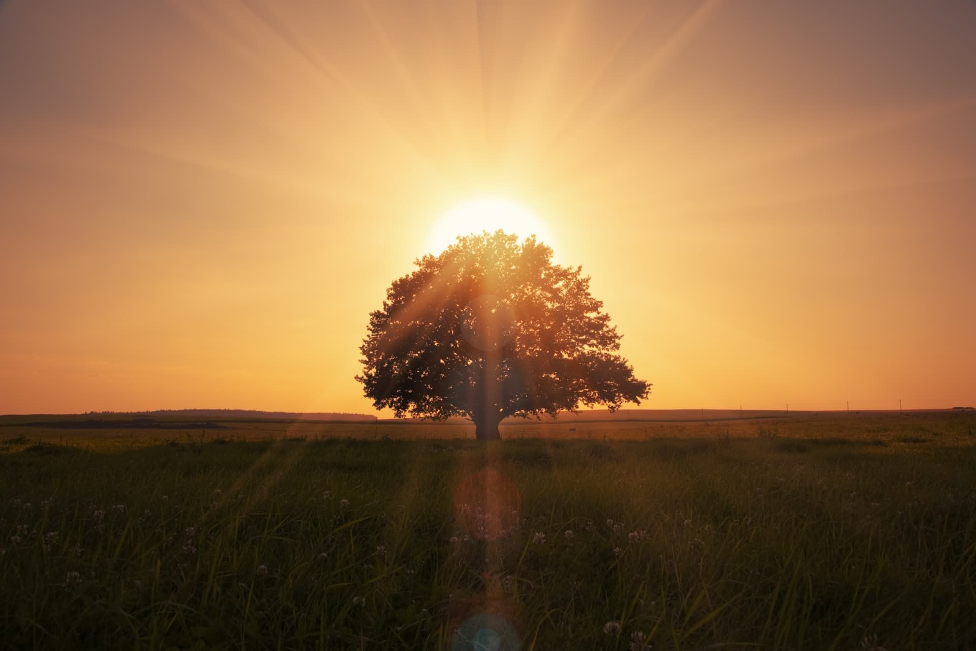 The sun is setting behind a tree in a field.