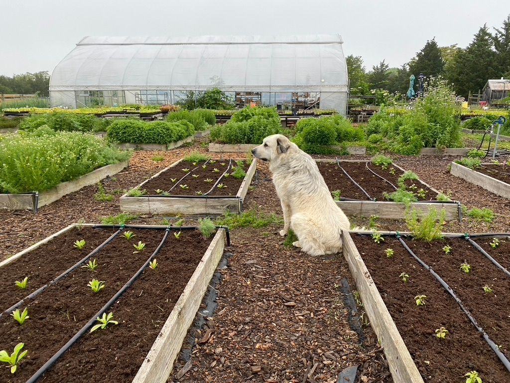 Great pyrenees dog sitting in the medicinal herb garden