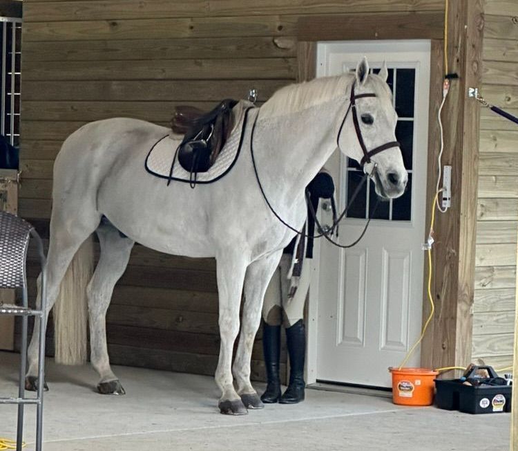 white horse getting tacked up