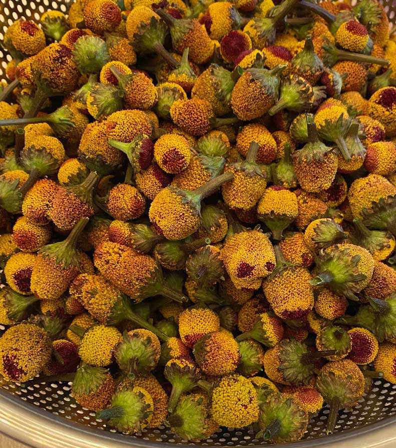 Fresh spilanthes buds ready for drying