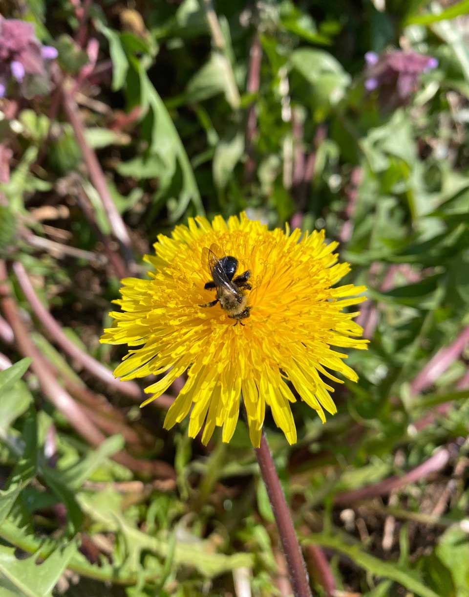 Dandelion blossom with native bee