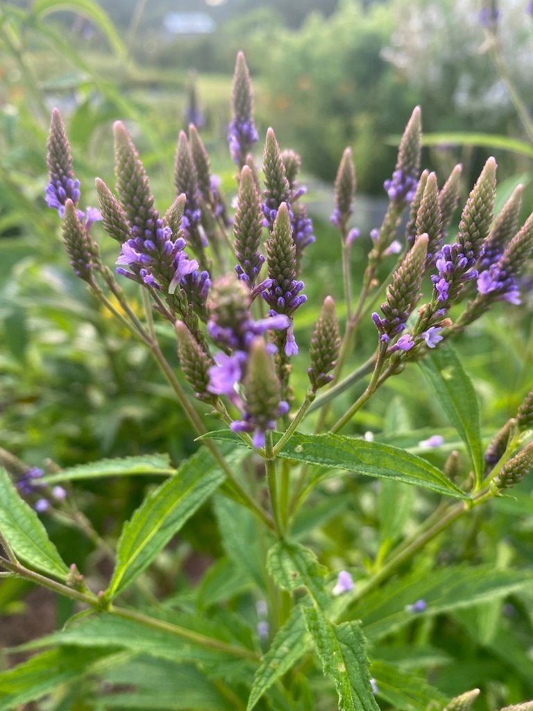 Blue vervain plant