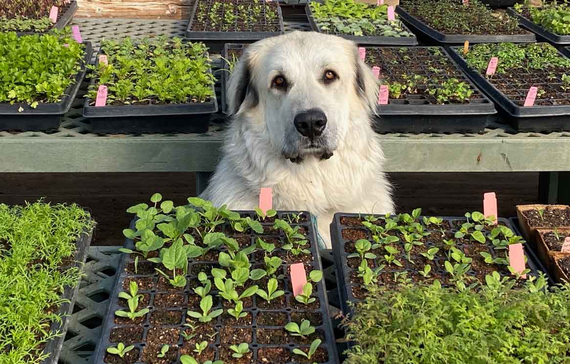 Iris the Great Pyrenees livestock guardian dog in the greenhouse tables and plug trays