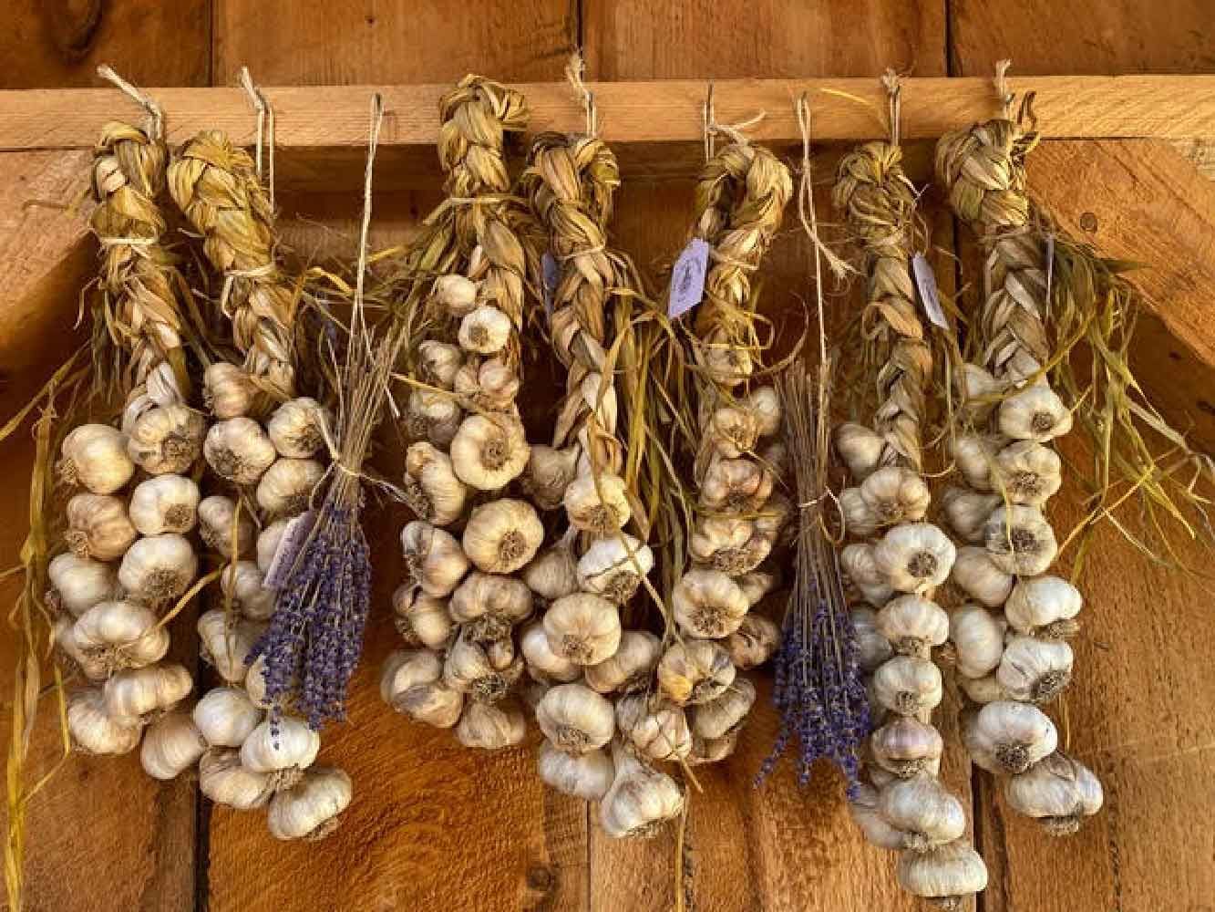 certified organic garlic braids and lavender bunches for sale in the farm shed