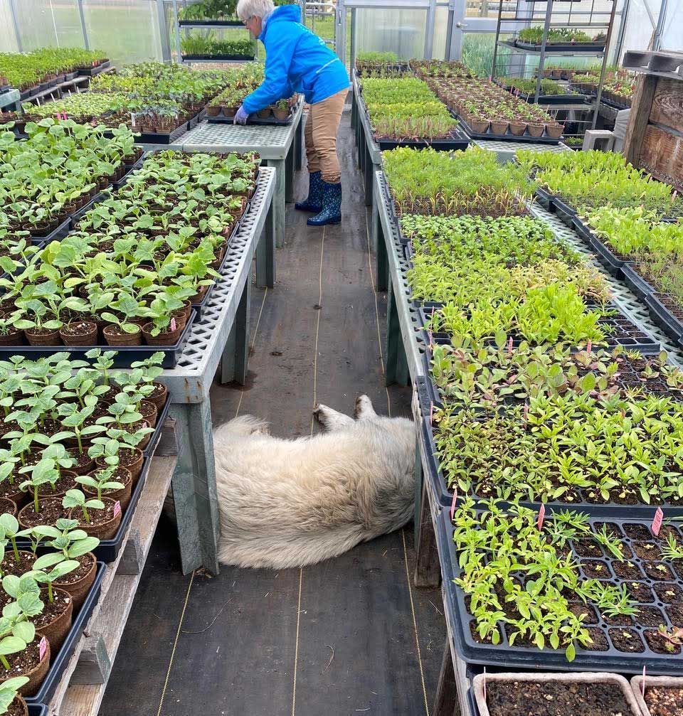 Iris the Great Pyrenees livestock guradian sleeping in greenhouse with greenhouse helper moving trays