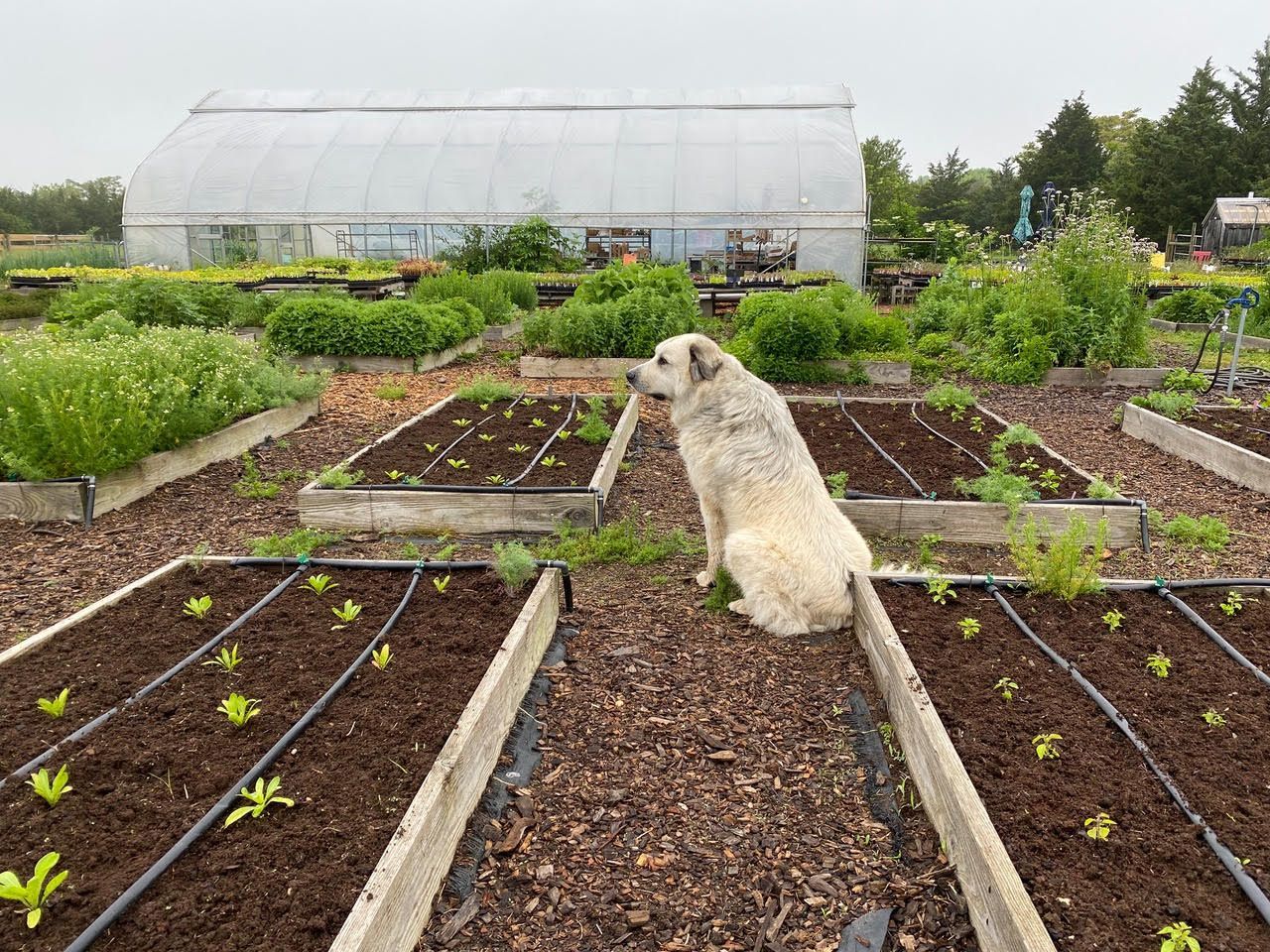 Iris the livestock guardian dog keeping watch over newly planted medicinal herb beds calendula, chamomile, tulsi, ashwagandha