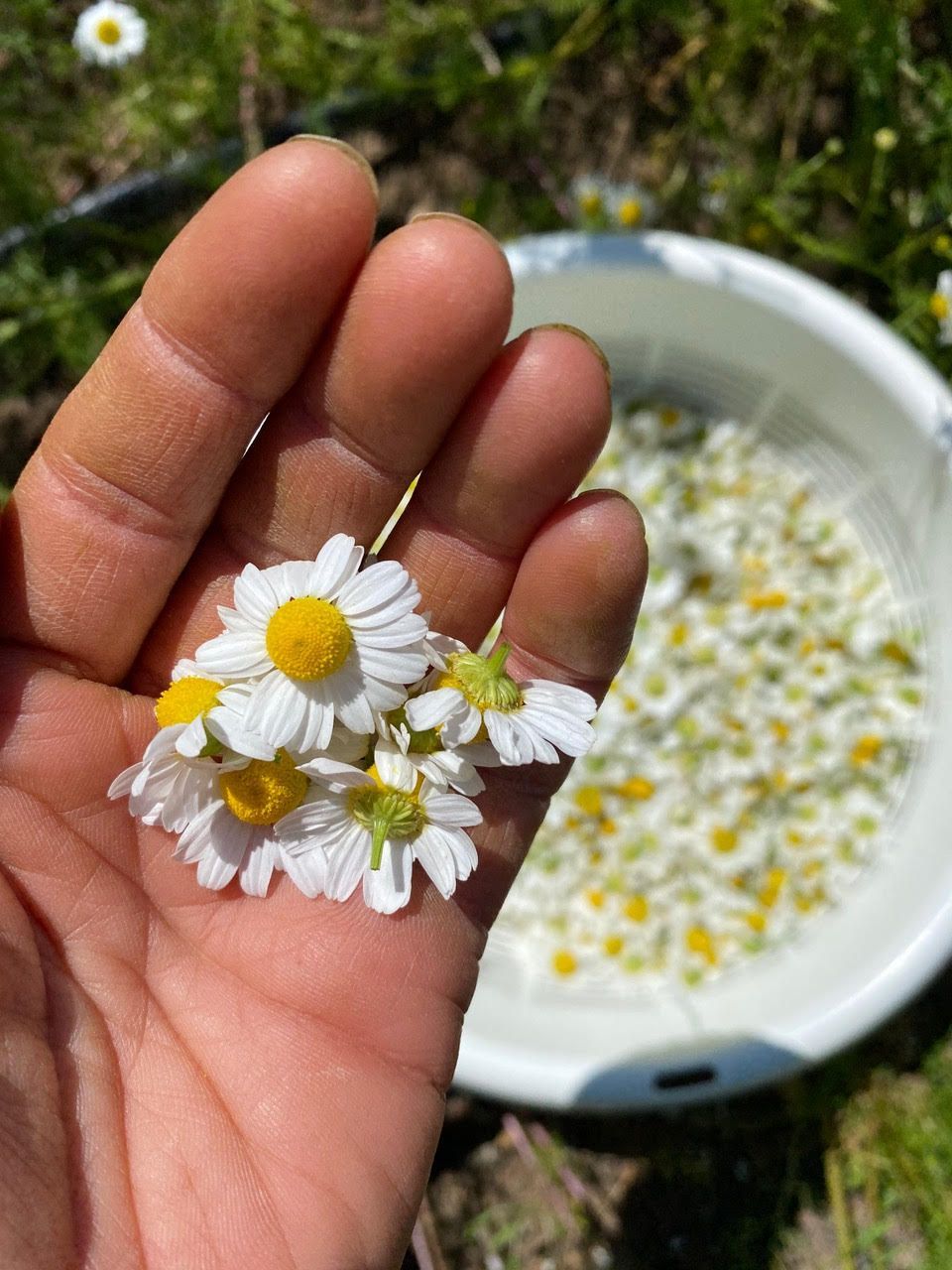 Freshly harvested chamomile blossoms in hand