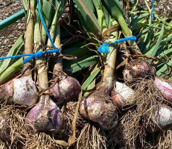 Freshly harvested certified organic garlic bulbs bundled and ready to hang for curing in the barn