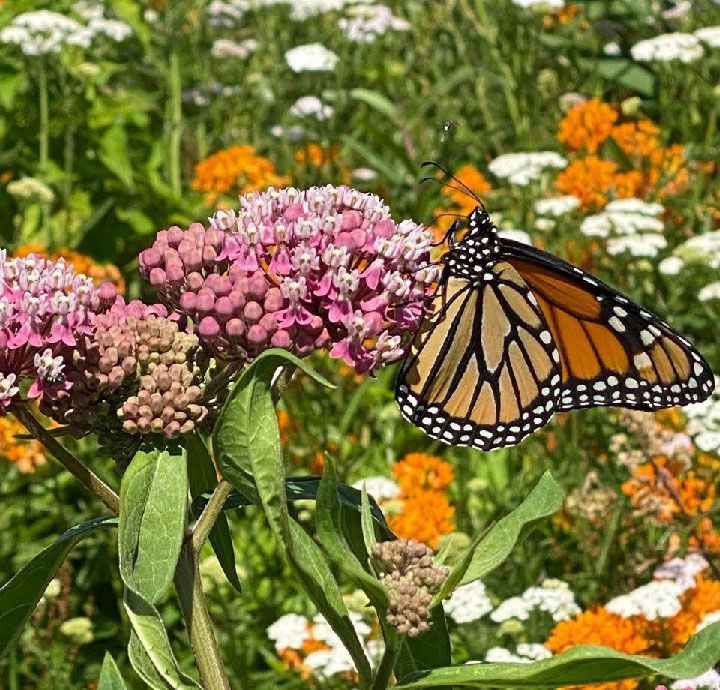 Monarch butterfly feeding on native swamp milkweed tuberosa incarnata in medicinal plant garden