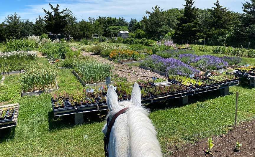 Horse overlooking medicinal plant garden and seedlings