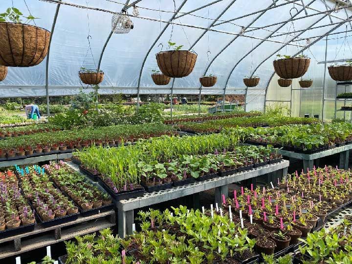 Greenhouse full of spring seedlings