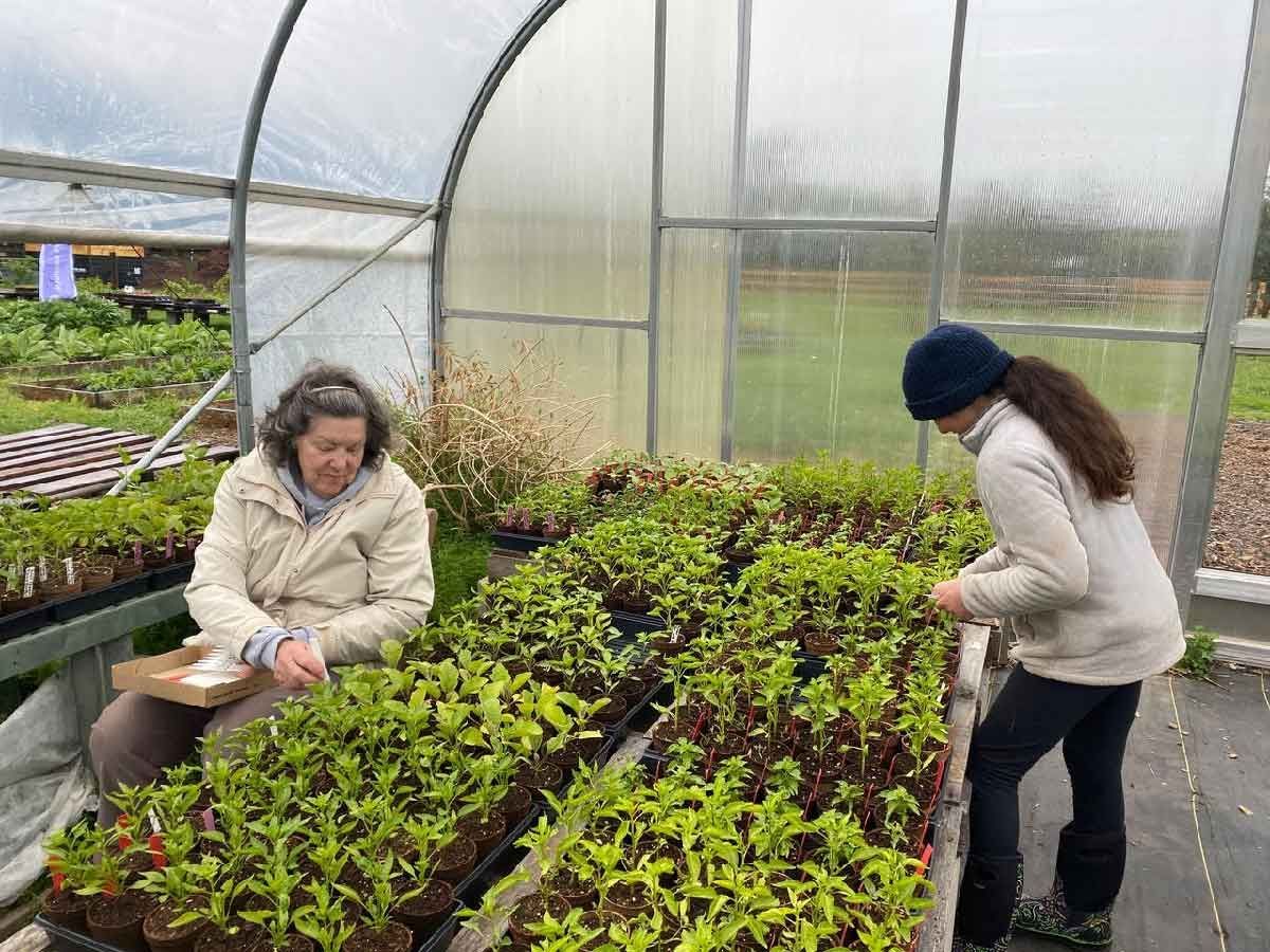 Greenhouse helpers labeling seedlings