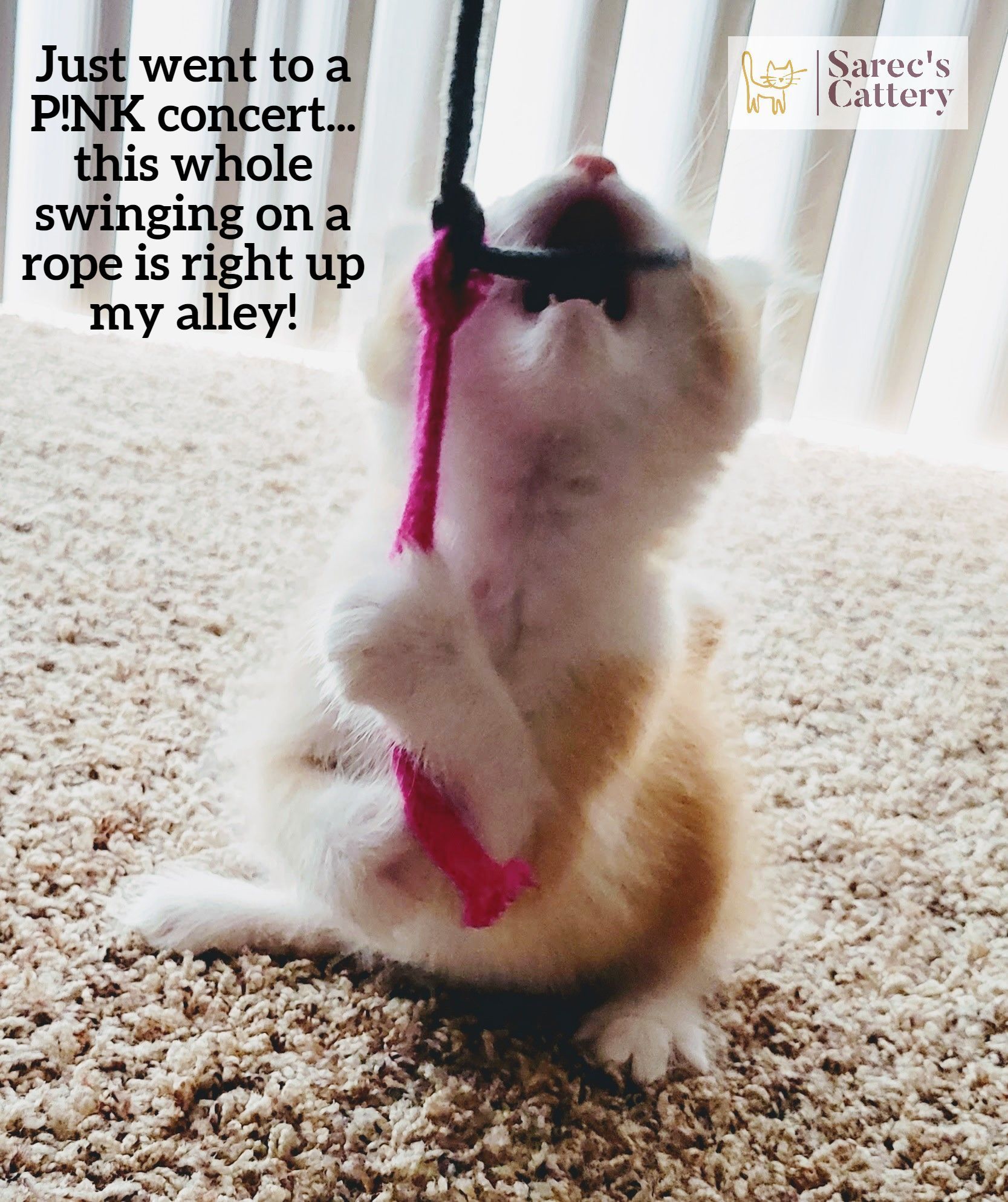 Kitten taking a big bite of a toy