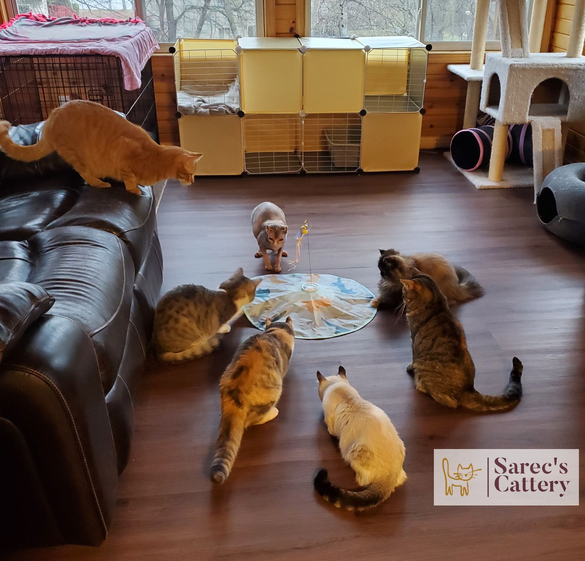 Many cats playing with a feather toy