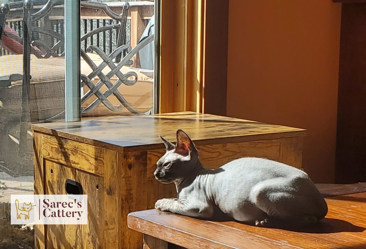 male sphynx enjoying some sunlight