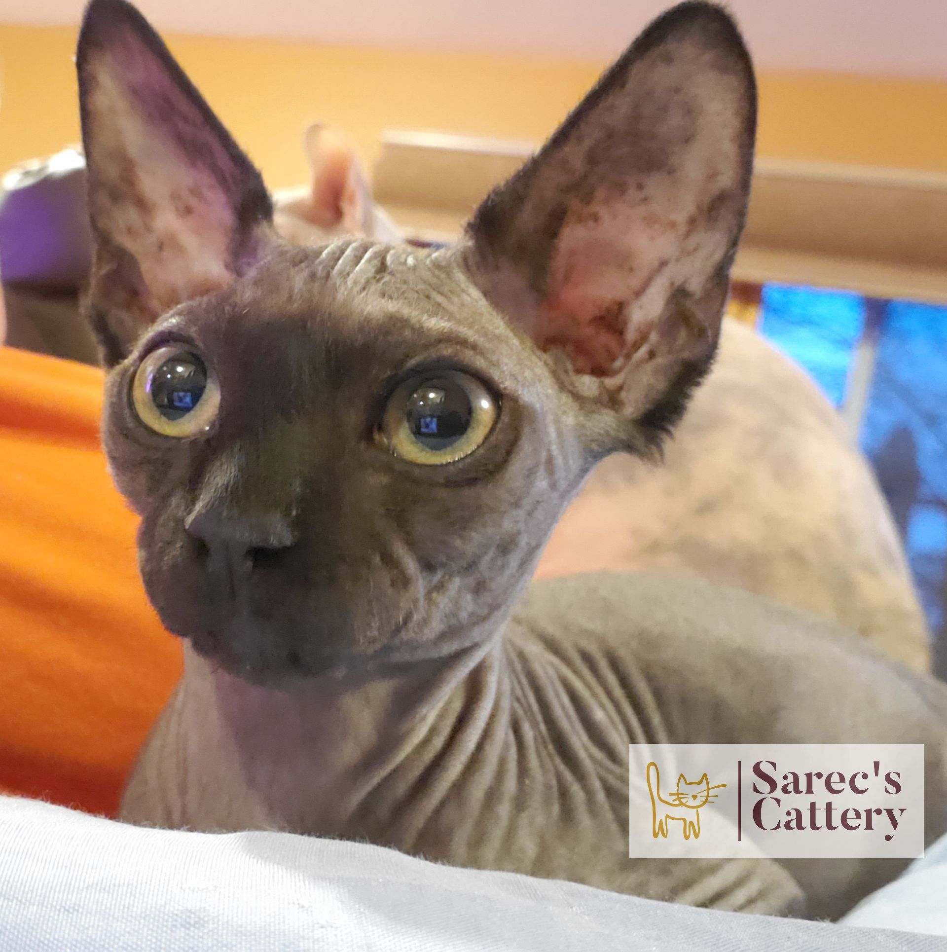 Male blank Sphynx wide eyed and curious