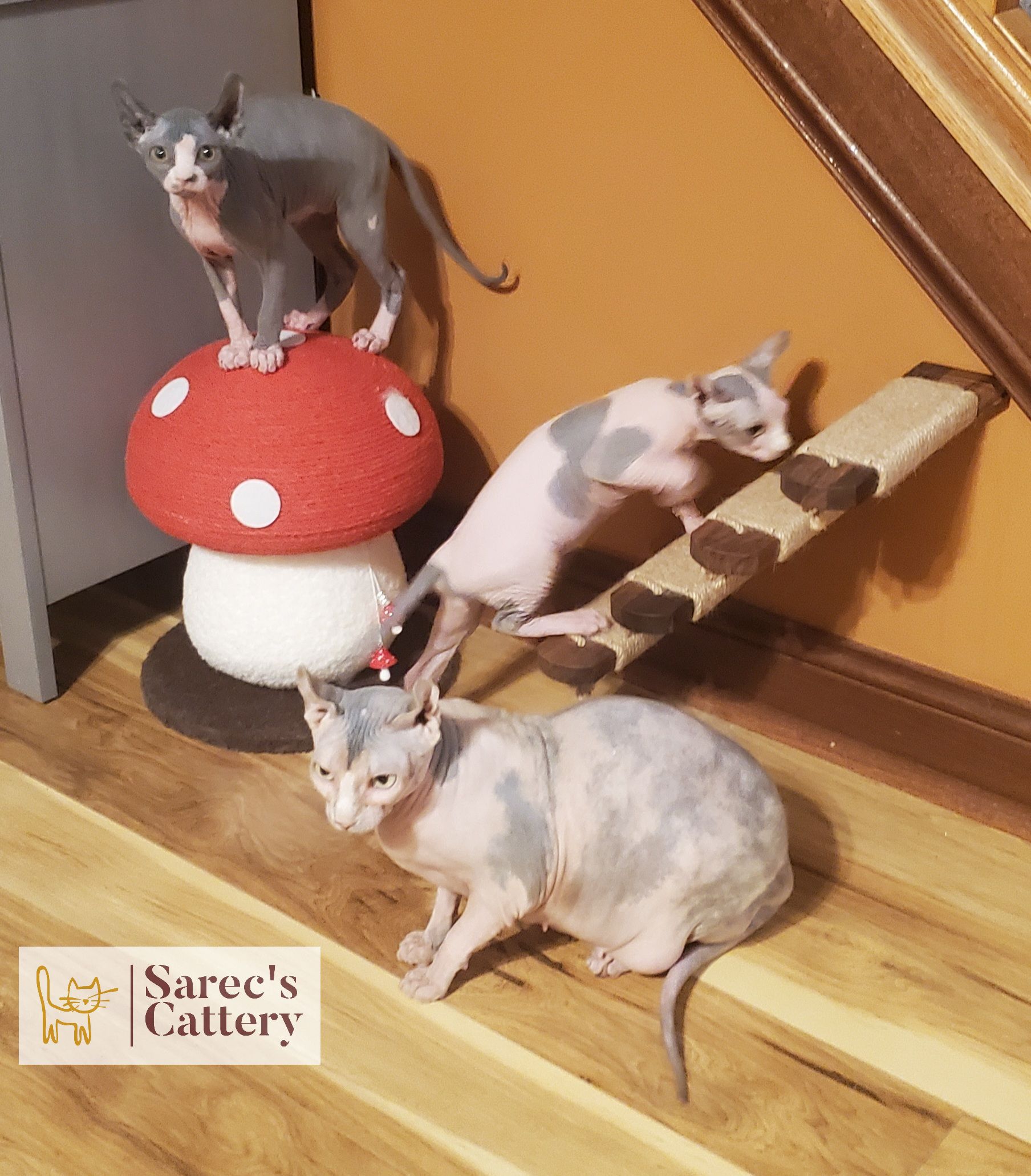 Sphynx kittens and mom playing on a scratching post