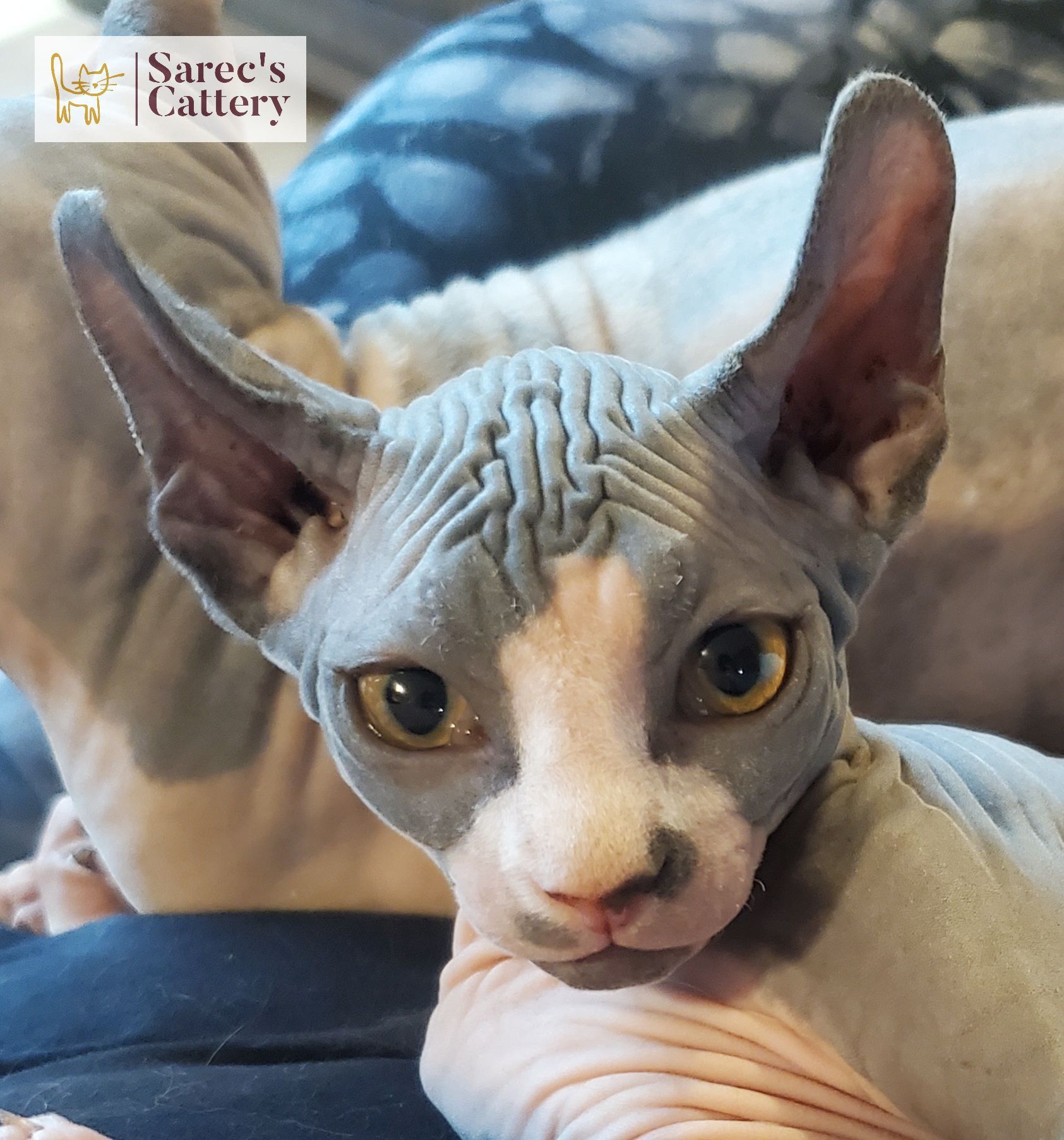 baby bi-color sphynx face