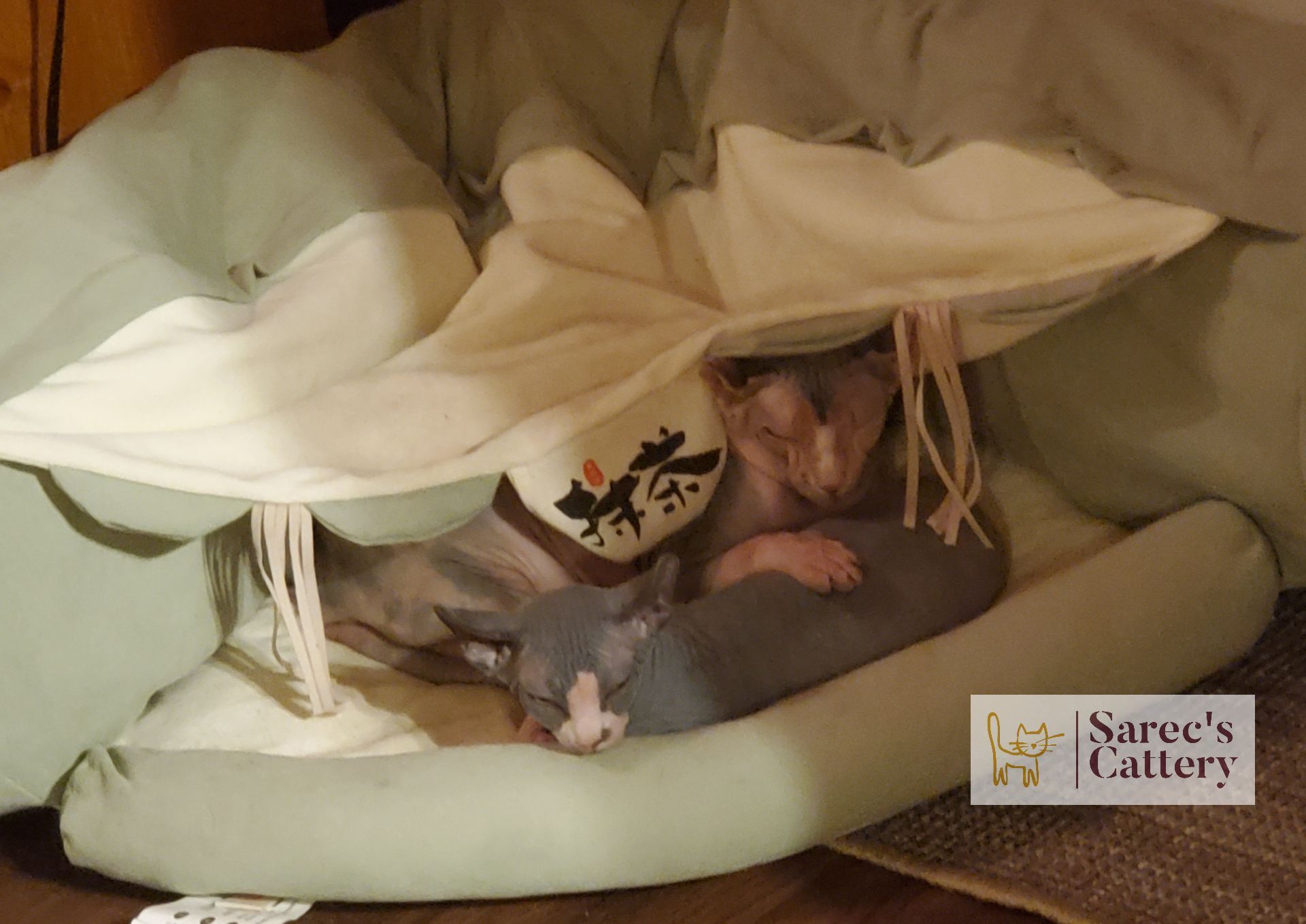 Mom and baby sphynx snuggling