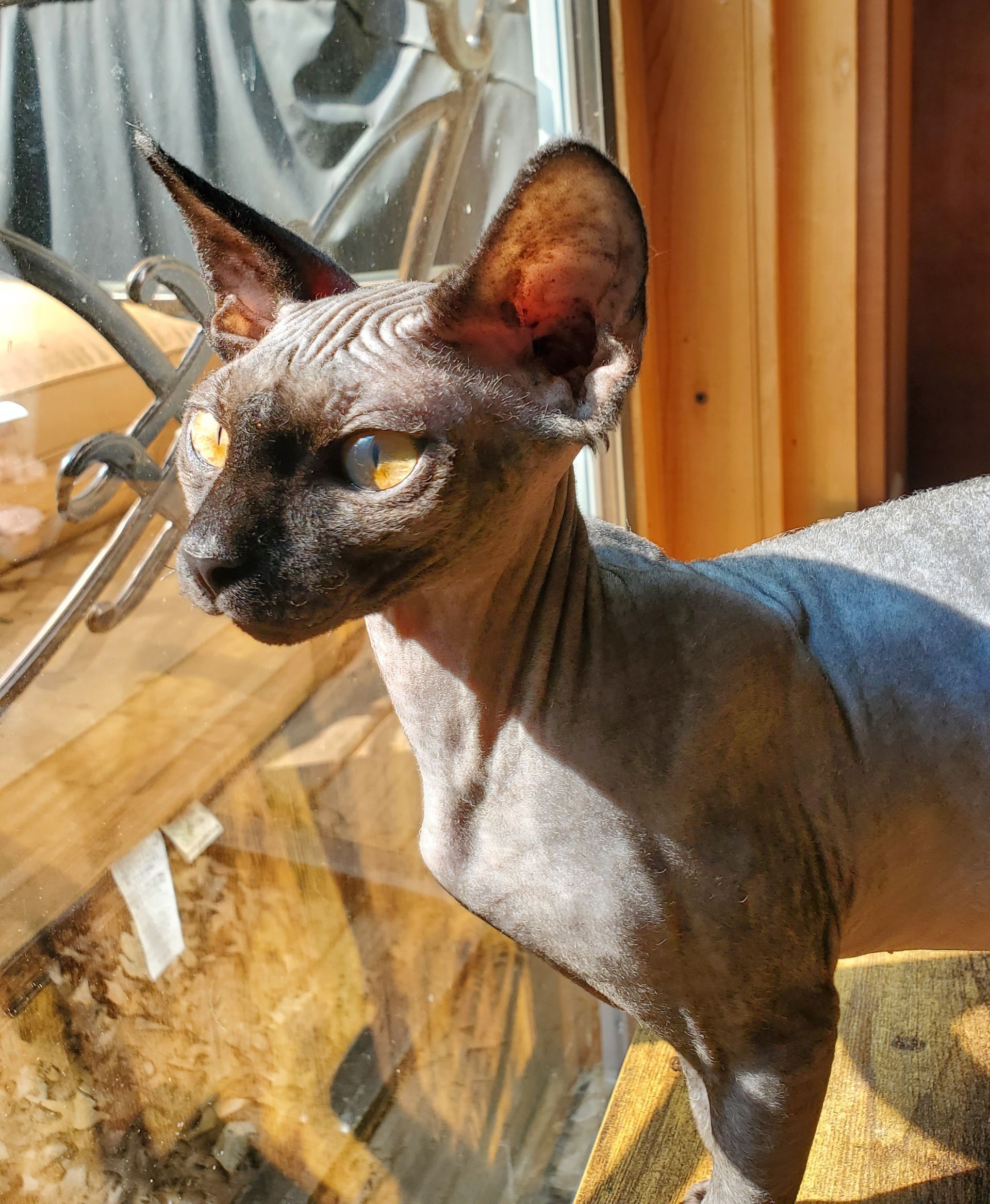 White Sphynx male head and chest