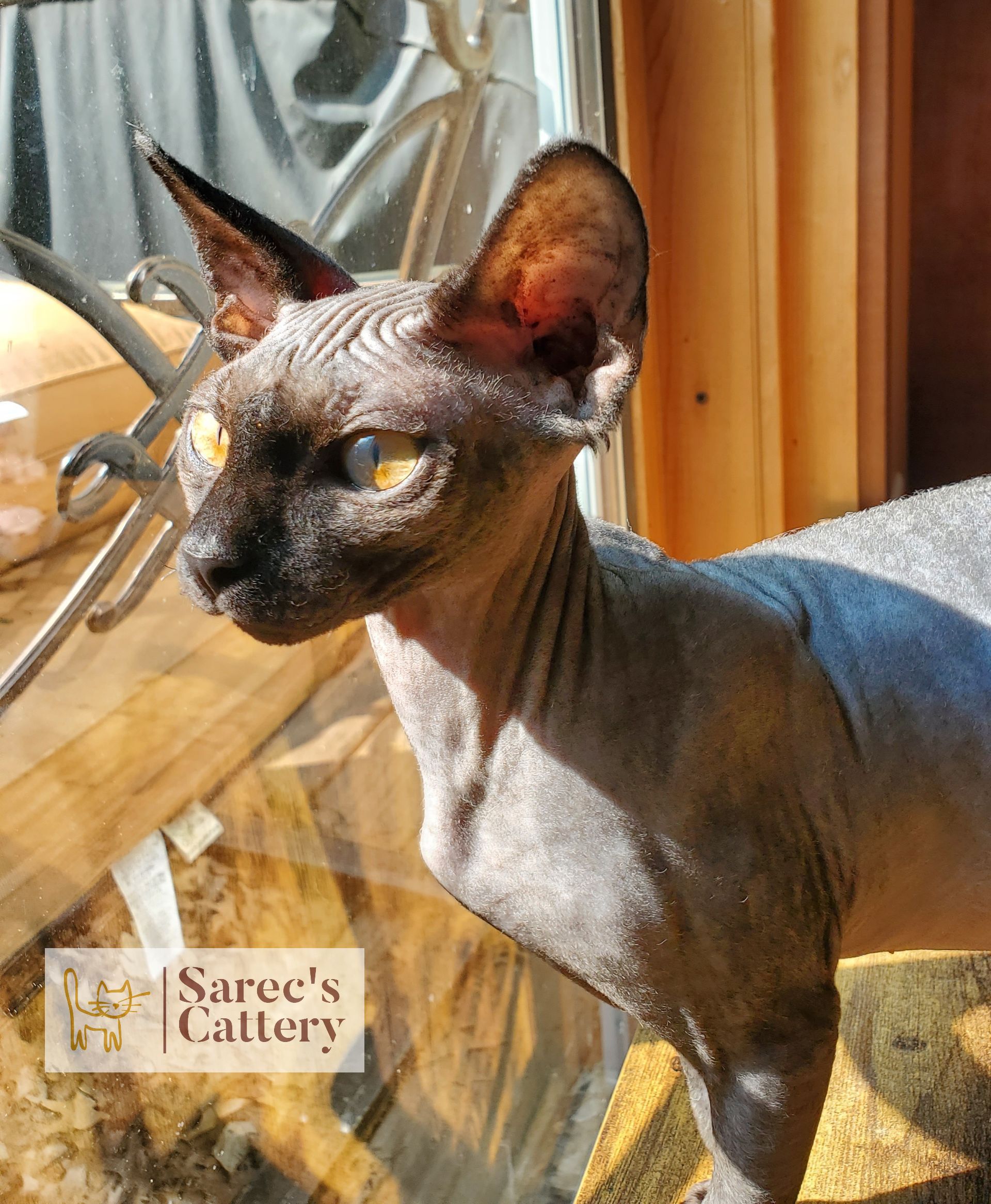 Male black Sire Sphynx Cat looking out a window