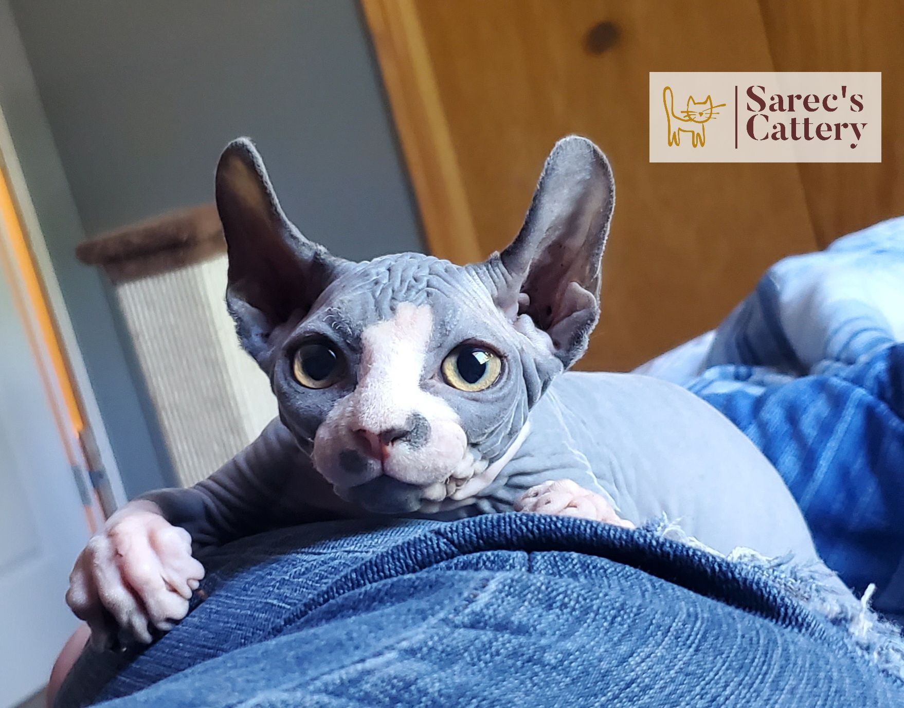 Curious male Sphynx kitten ready to pounce