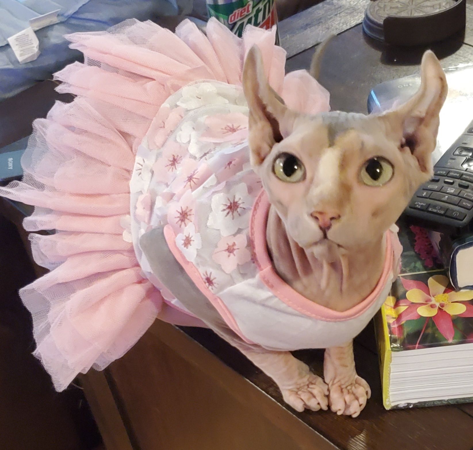 Queen Female Sphynx in a pink dress