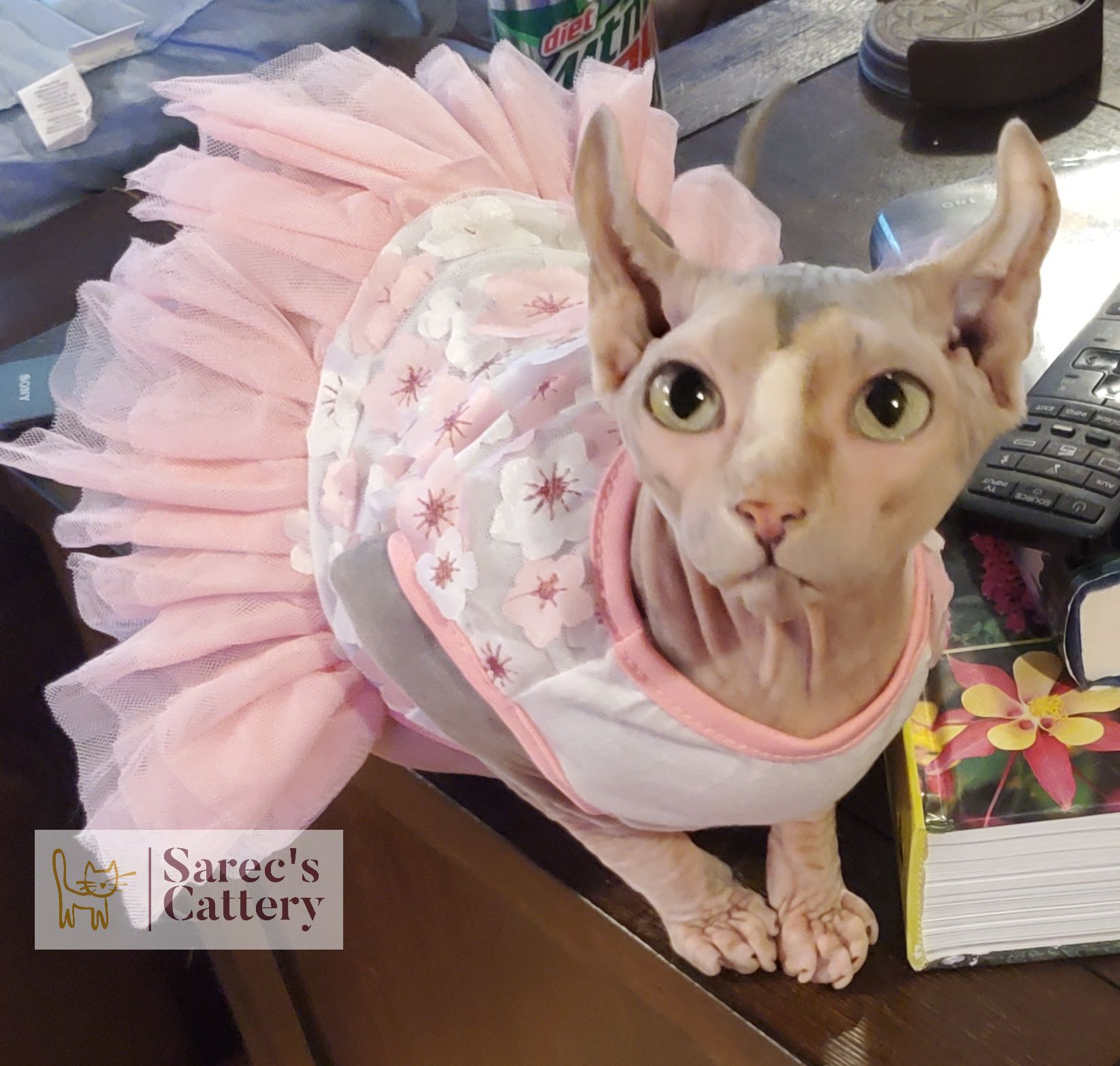 Female Queen Sphynx Cat in a dress