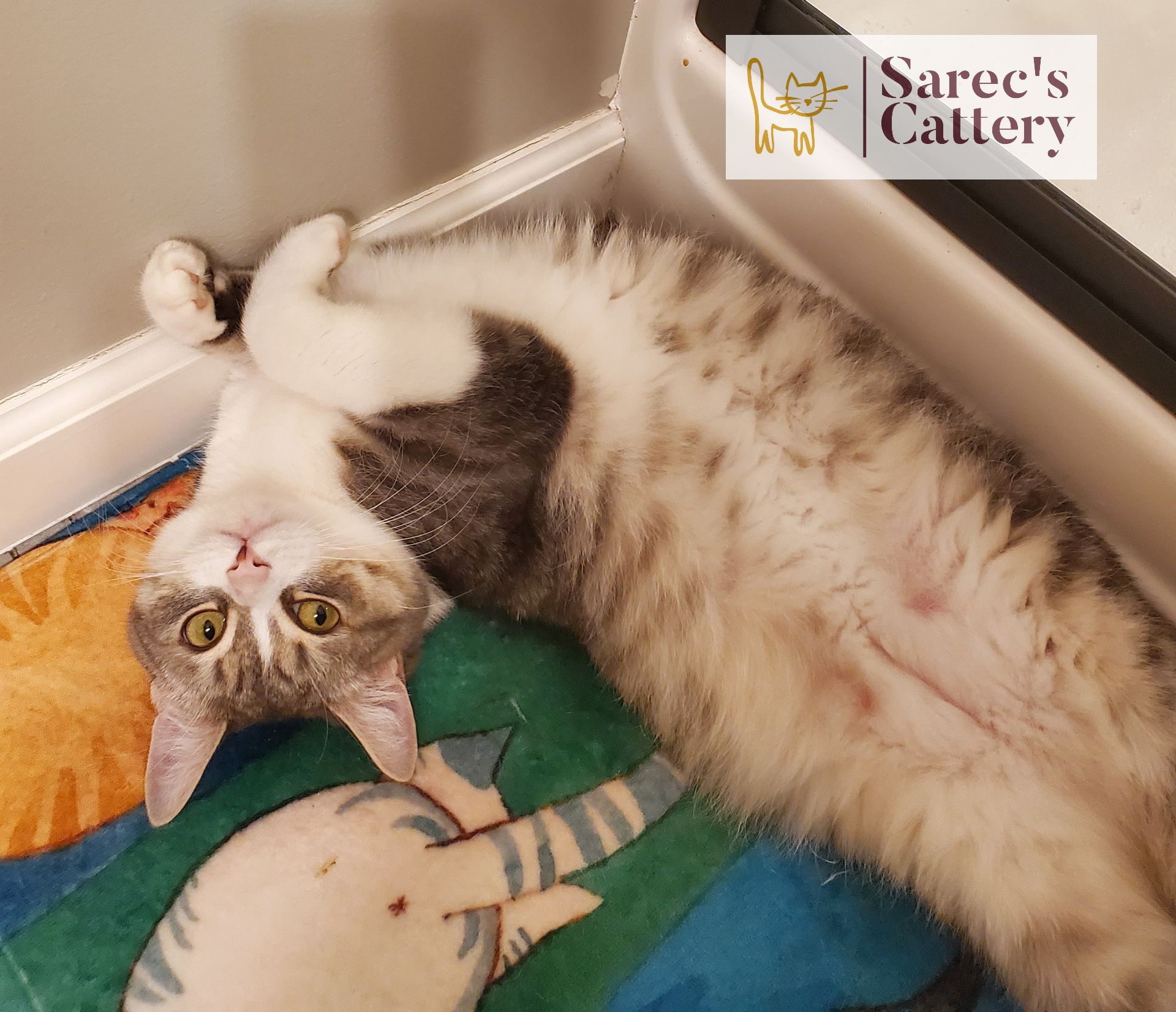 tabby upside down acting silly